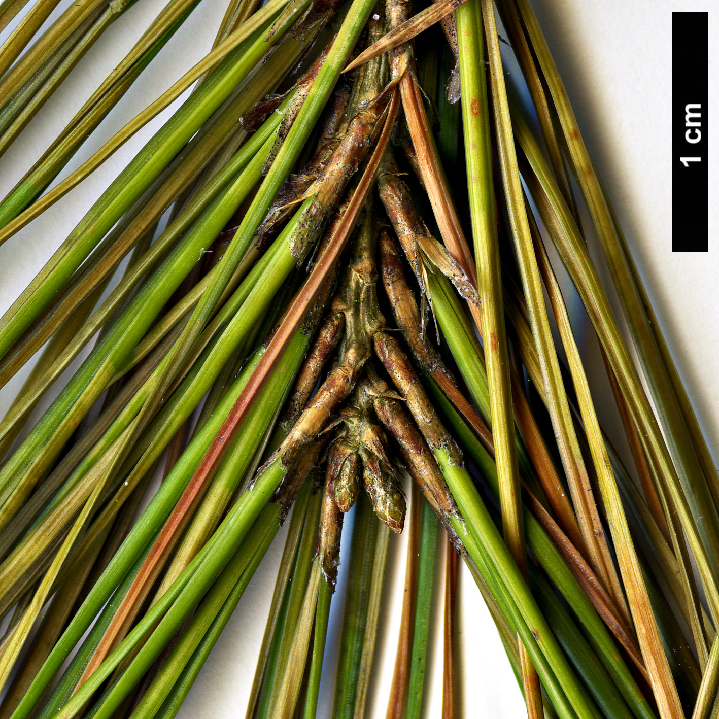 High resolution image: Family: Pinaceae - Genus: Pinus - Taxon: pinceana