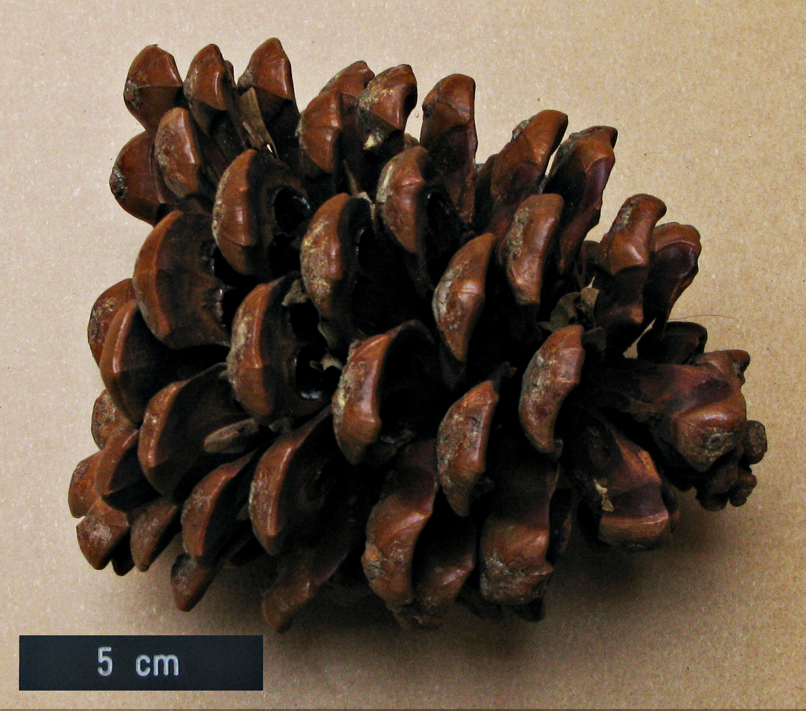High resolution image: Family: Pinaceae - Genus: Pinus - Taxon: pinea