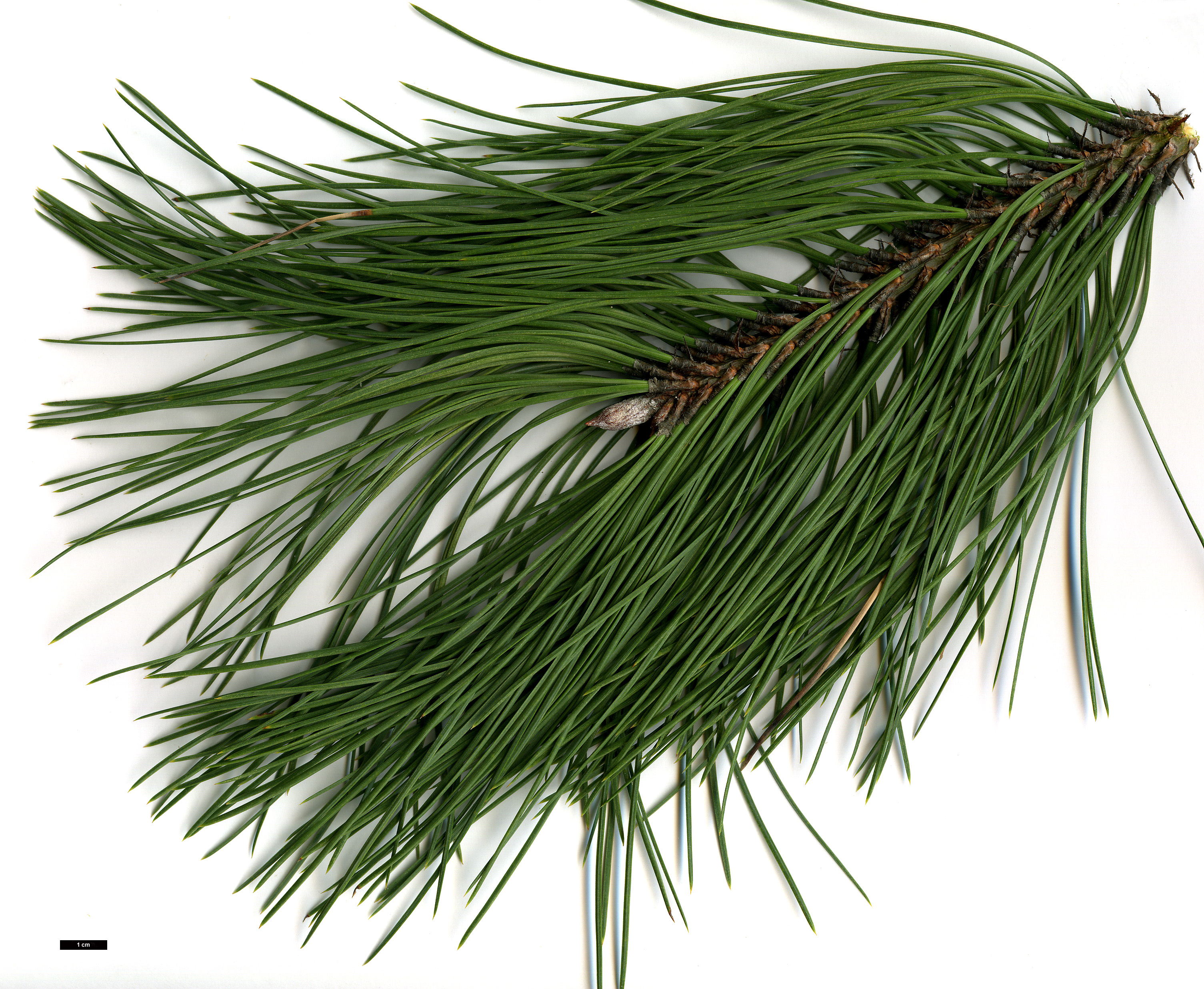 High resolution image: Family: Pinaceae - Genus: Pinus - Taxon: ponderosa