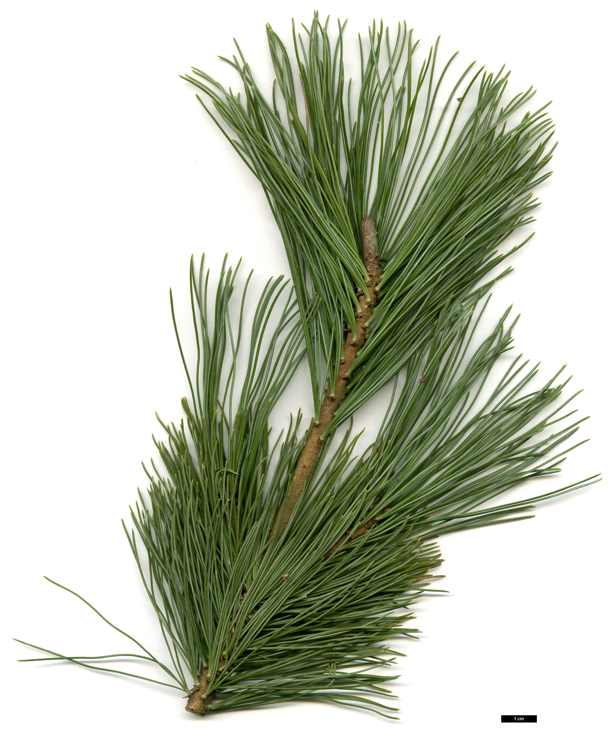 High resolution image: Family: Pinaceae - Genus: Pinus - Taxon: pumila - SpeciesSub: 'Glauca'