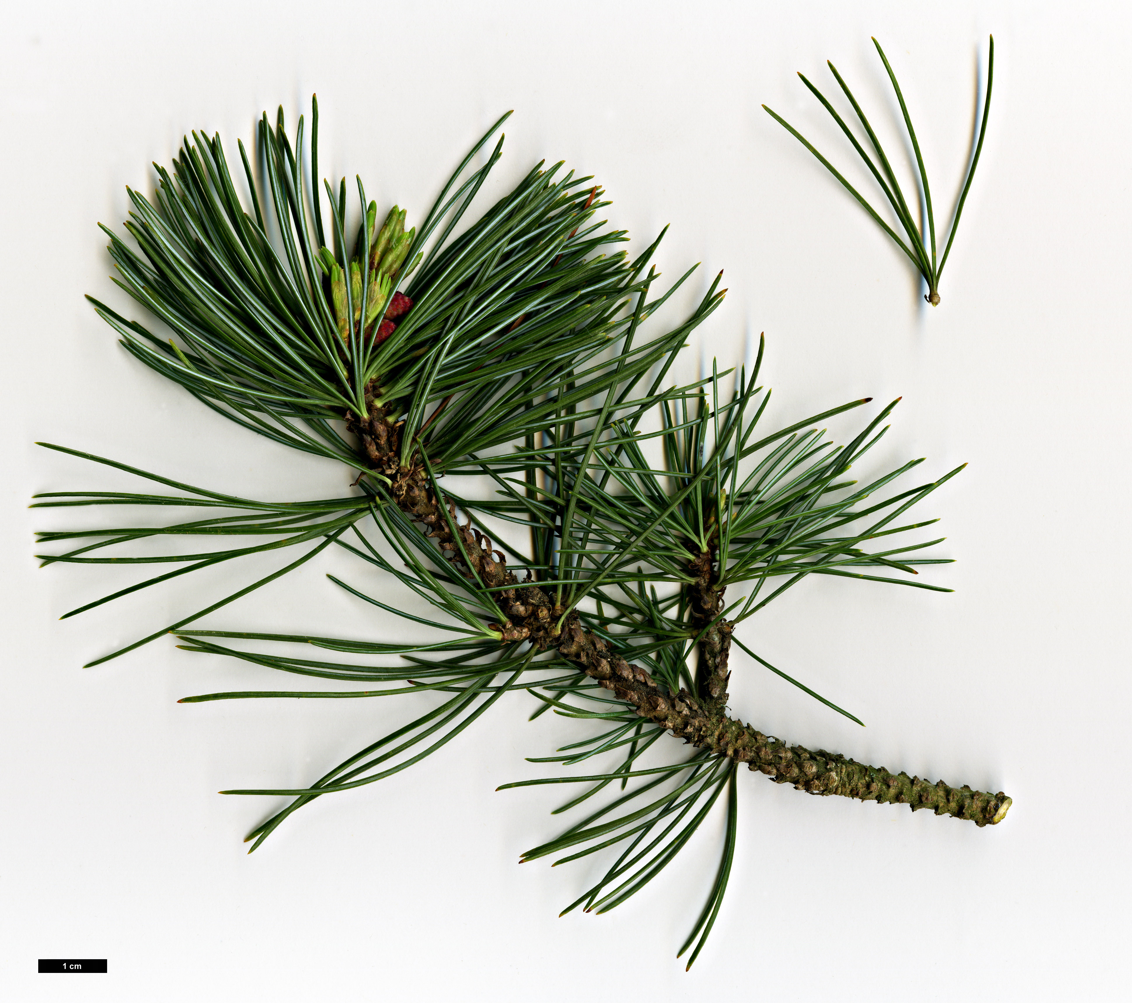 High resolution image: Family: Pinaceae - Genus: Pinus - Taxon: pumila