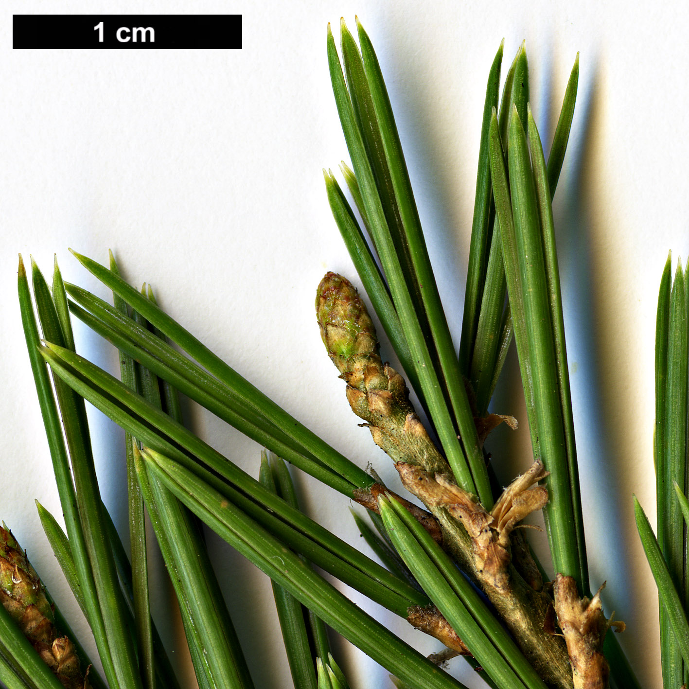 High resolution image: Family: Pinaceae - Genus: Pinus - Taxon: quadrifolia