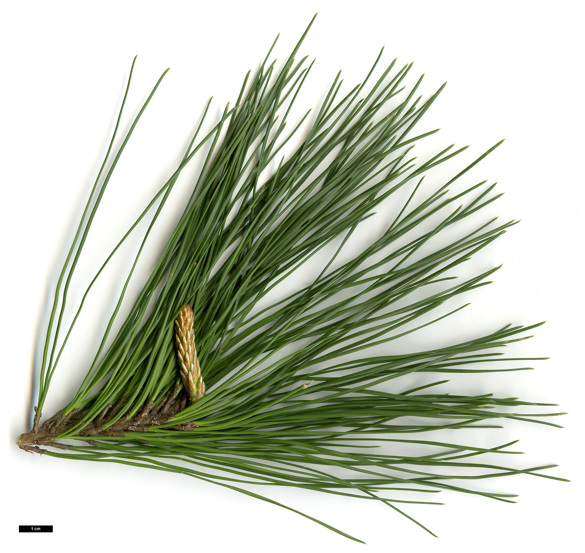 High resolution image: Family: Pinaceae - Genus: Pinus - Taxon: radiata