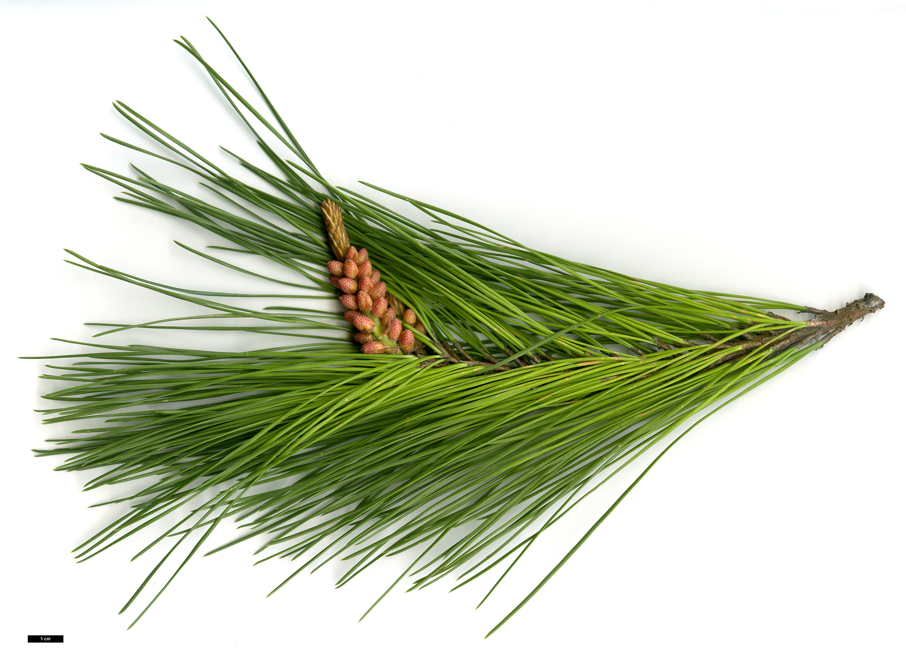 High resolution image: Family: Pinaceae - Genus: Pinus - Taxon: radiata