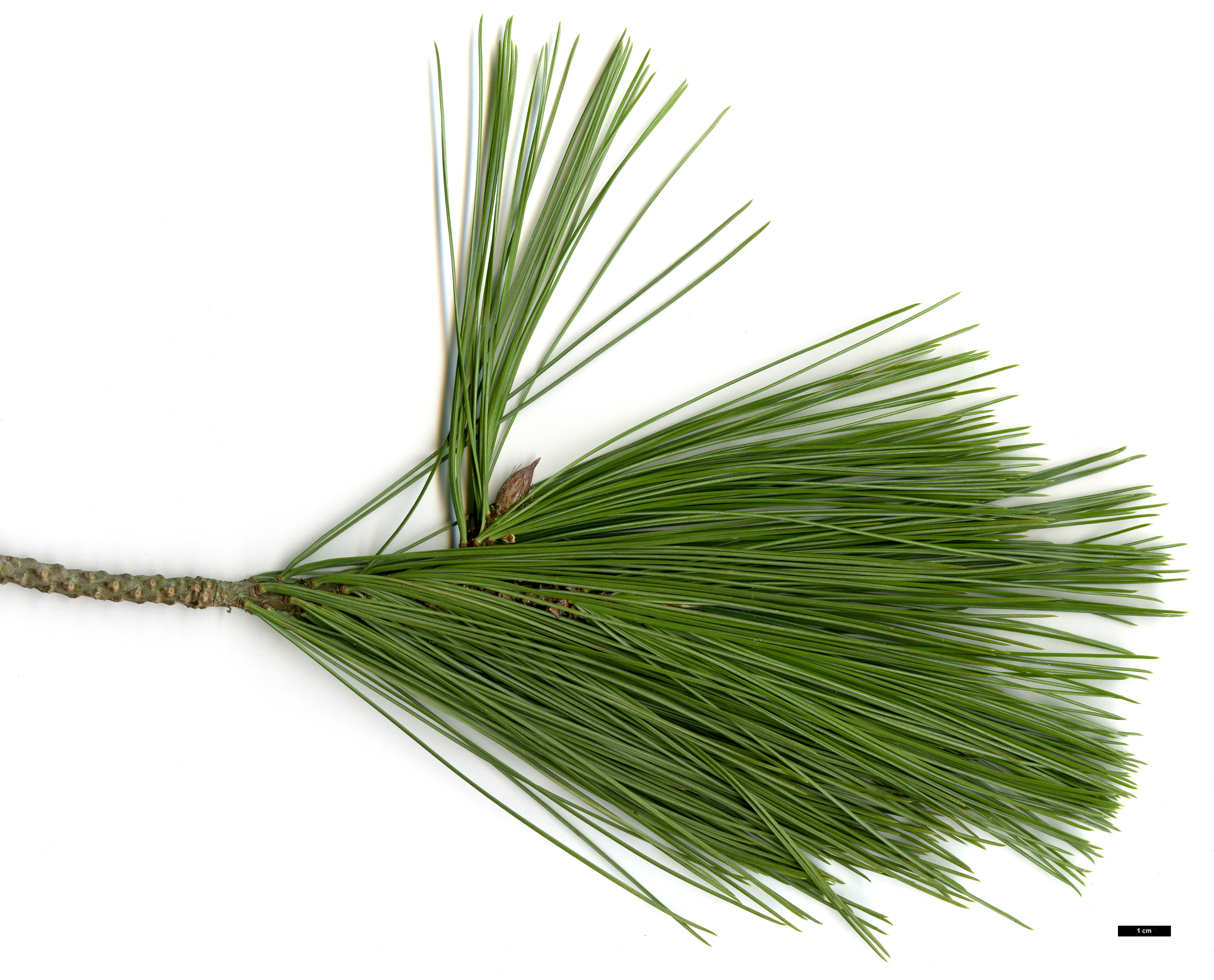 High resolution image: Family: Pinaceae - Genus: Pinus - Taxon: reflexa