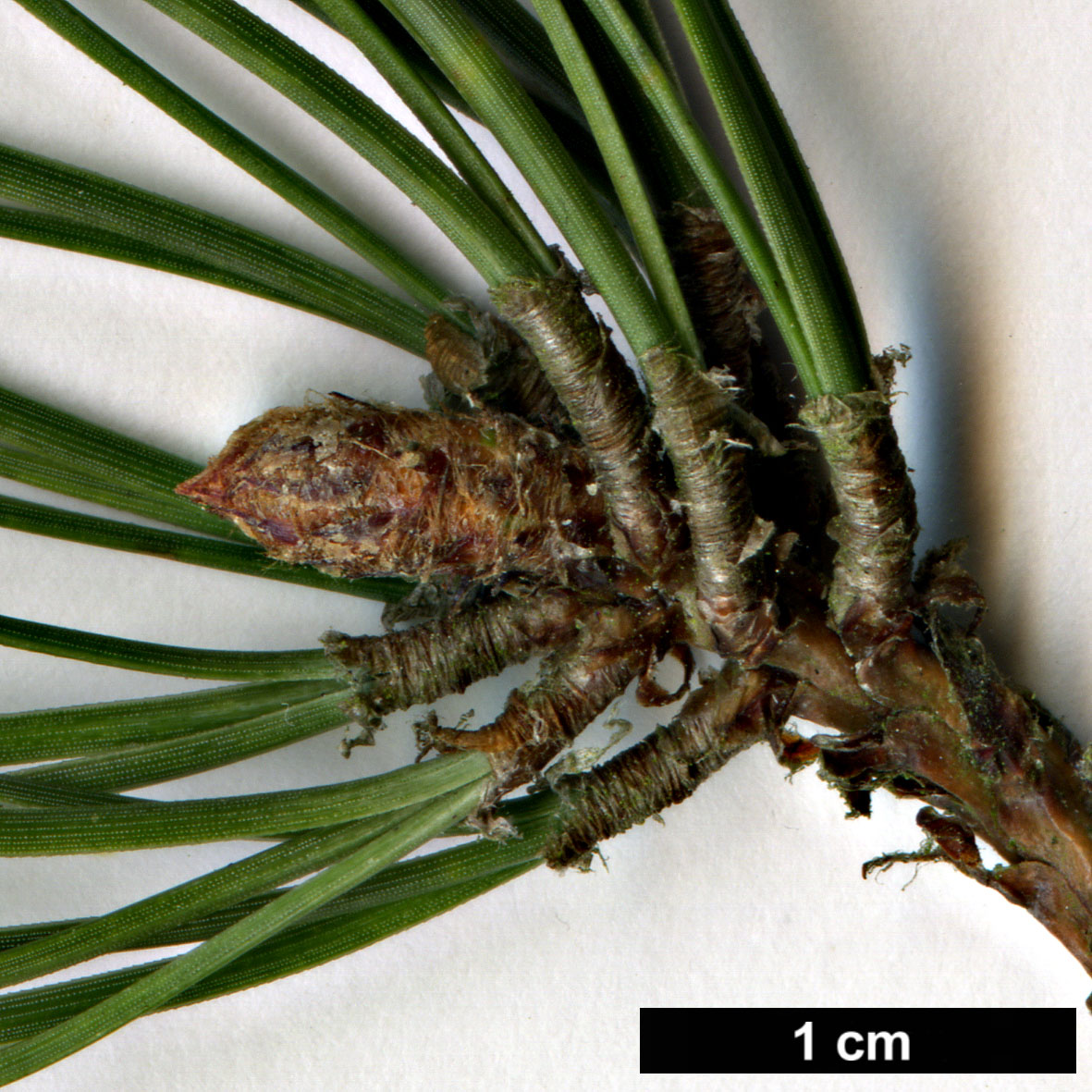 High resolution image: Family: Pinaceae - Genus: Pinus - Taxon: rigida
