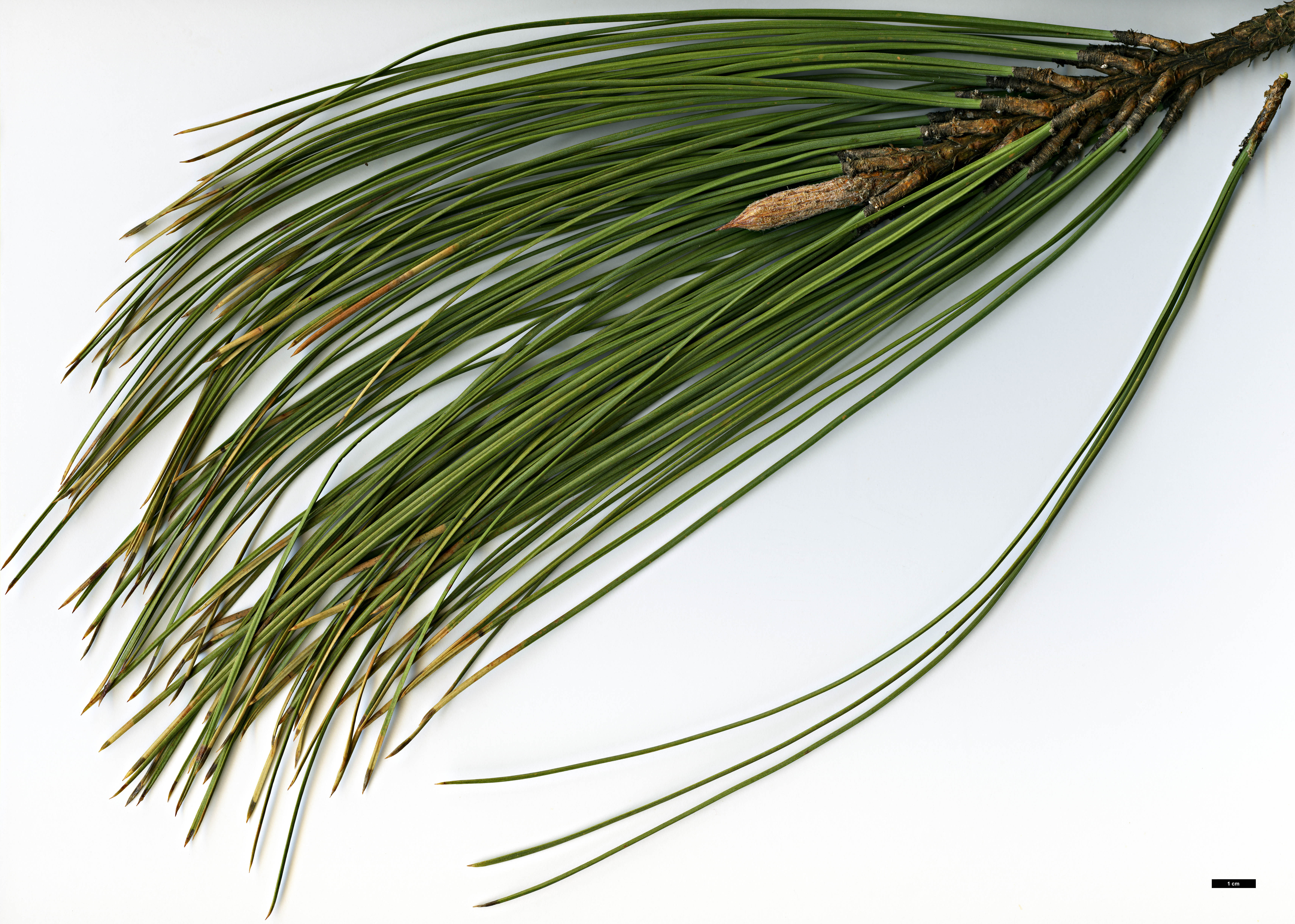High resolution image: Family: Pinaceae - Genus: Pinus - Taxon: sabiniana