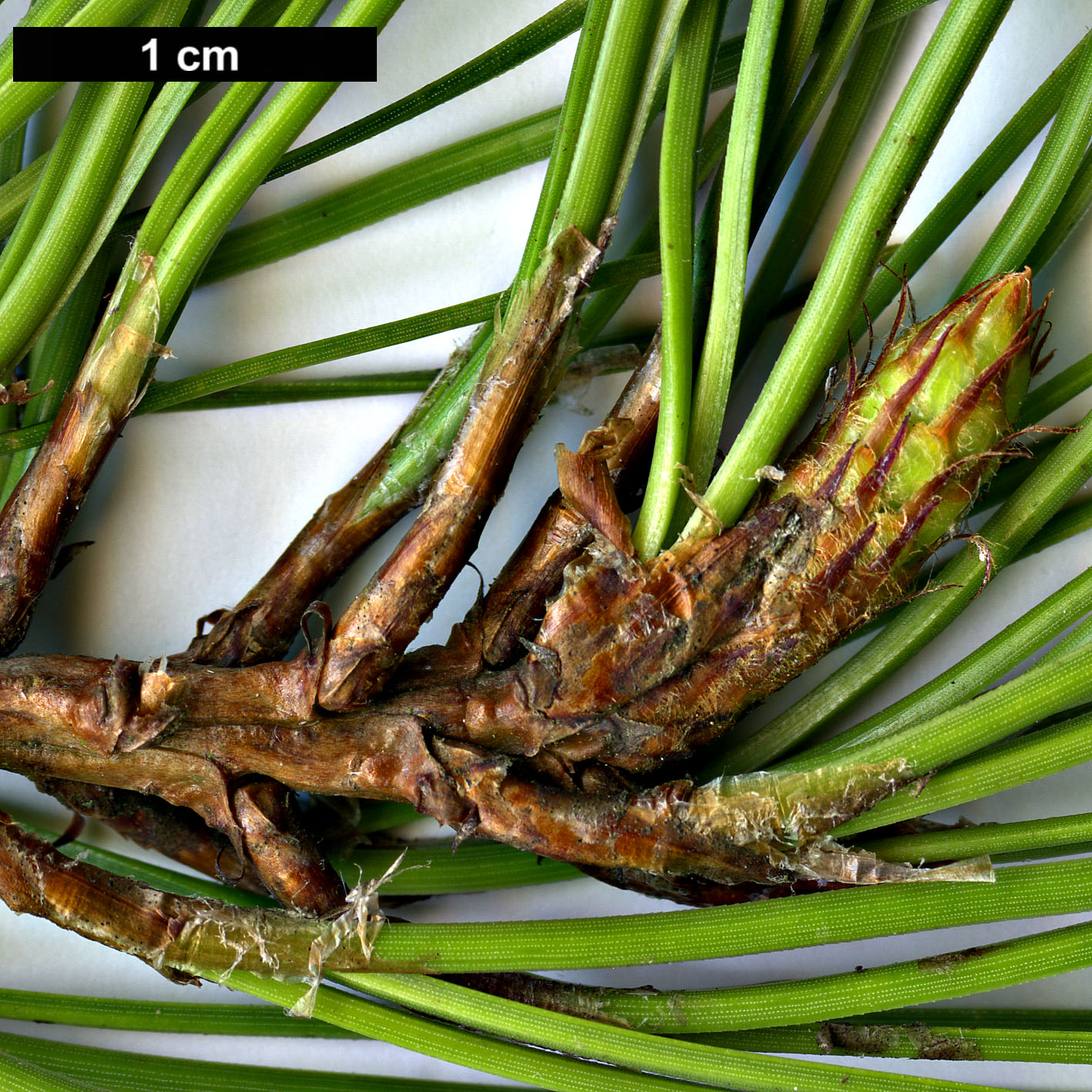 High resolution image: Family: Pinaceae - Genus: Pinus - Taxon: serotina
