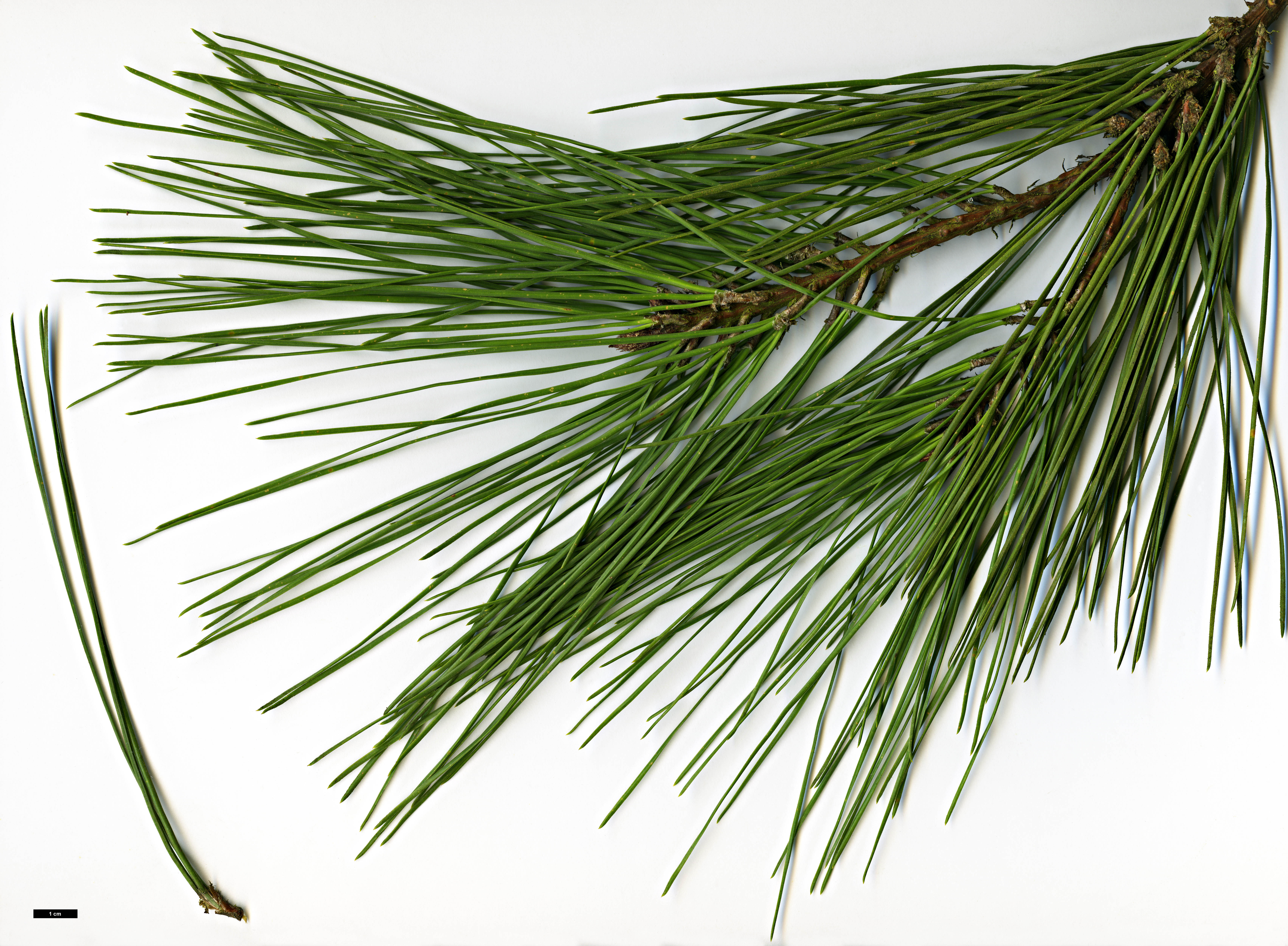 High resolution image: Family: Pinaceae - Genus: Pinus - Taxon: serotina