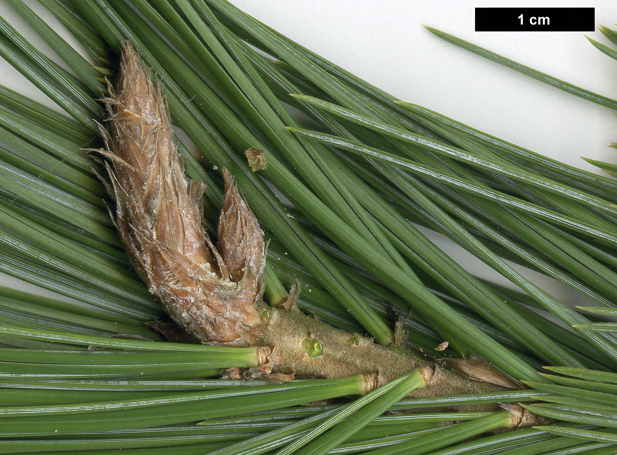 High resolution image: Family: Pinaceae - Genus: Pinus - Taxon: strobiformis