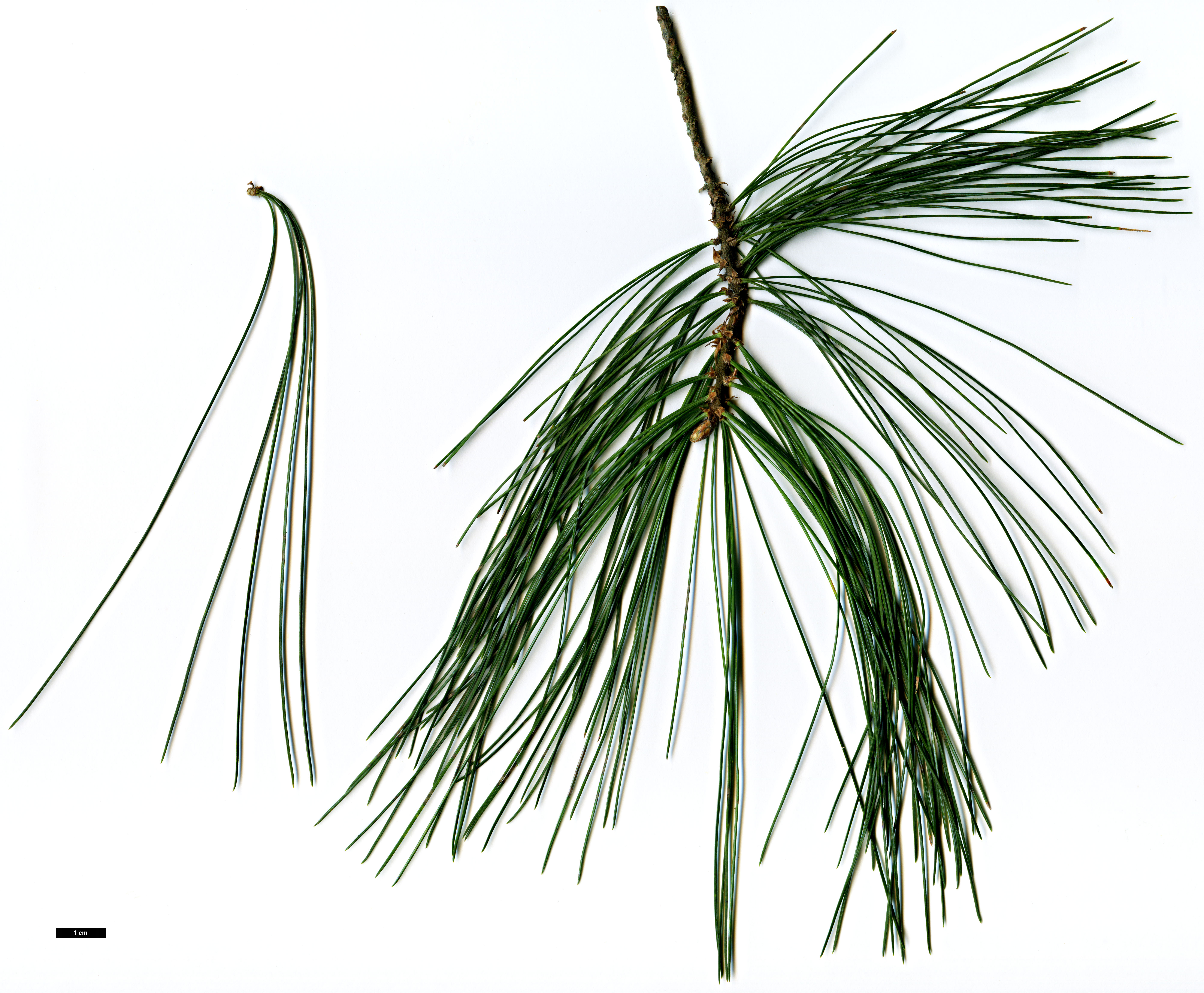 High resolution image: Family: Pinaceae - Genus: Pinus - Taxon: strobus - SpeciesSub: 'Pendula'