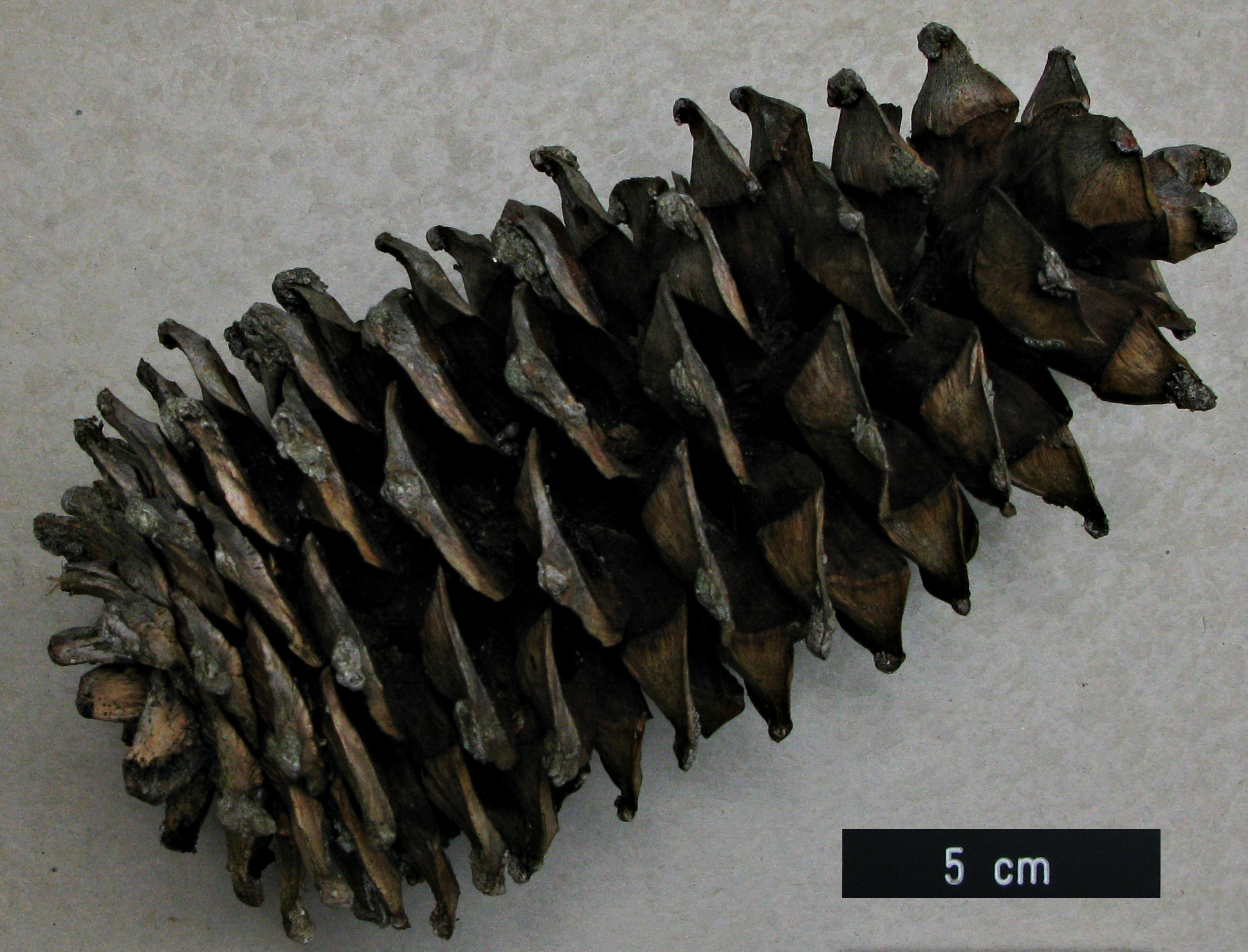 High resolution image: Family: Pinaceae - Genus: Pinus - Taxon: stylesii