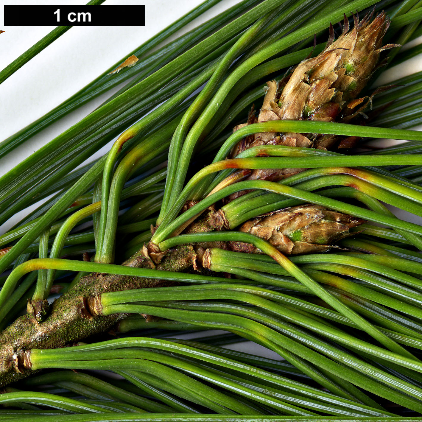 High resolution image: Family: Pinaceae - Genus: Pinus - Taxon: stylesii