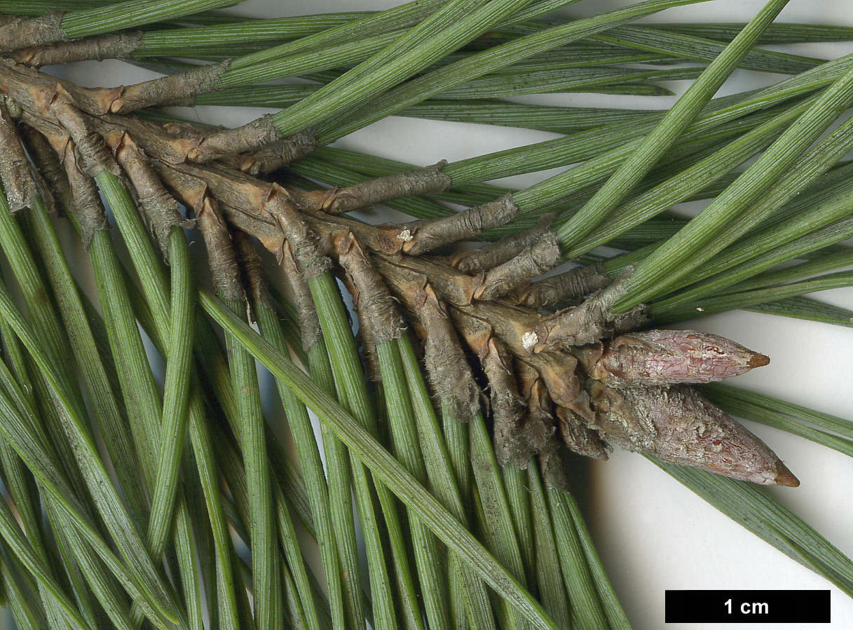 High resolution image: Family: Pinaceae - Genus: Pinus - Taxon: sylvestris