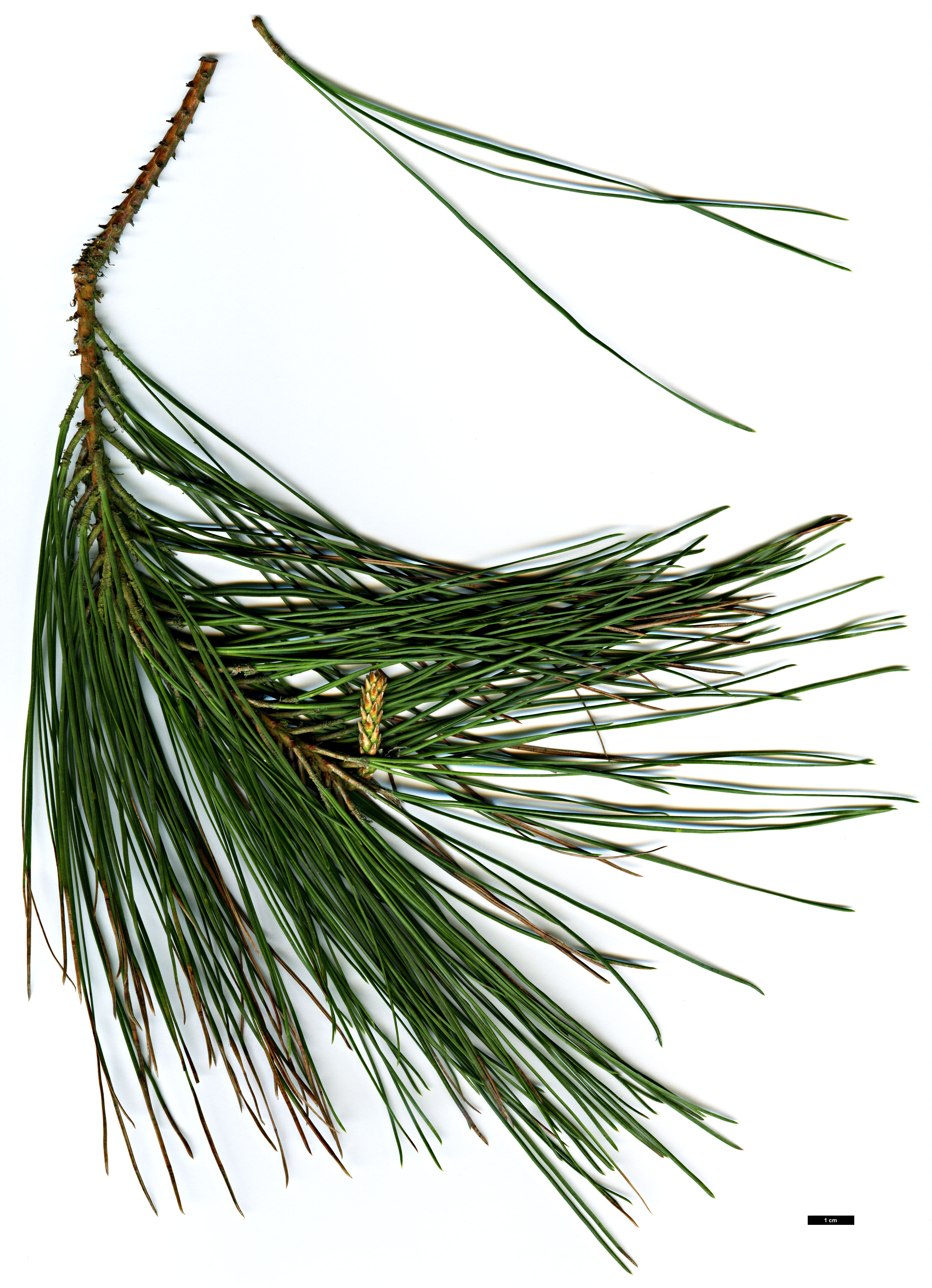 High resolution image: Family: Pinaceae - Genus: Pinus - Taxon: taeda