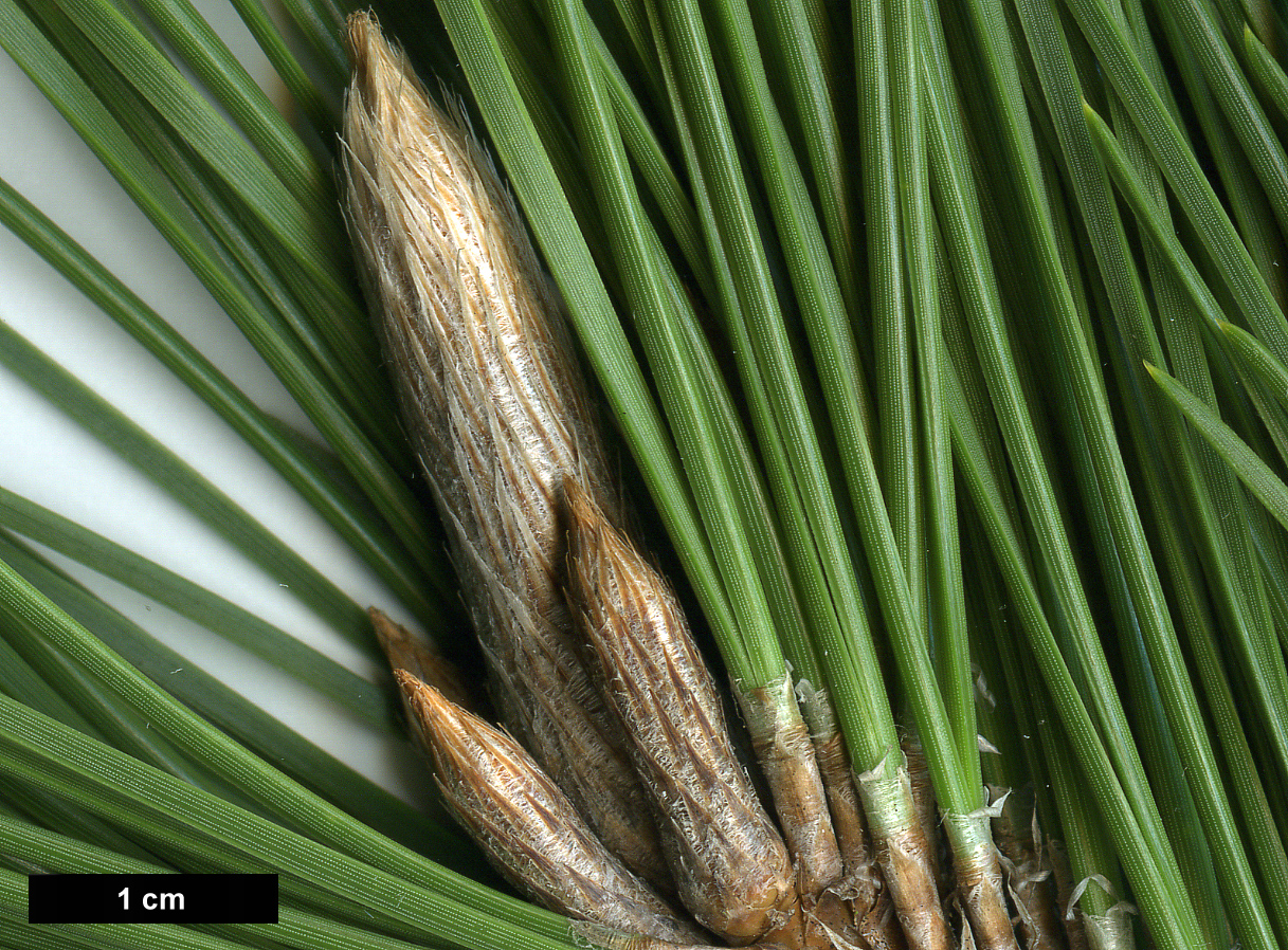 High resolution image: Family: Pinaceae - Genus: Pinus - Taxon: thunbergii
