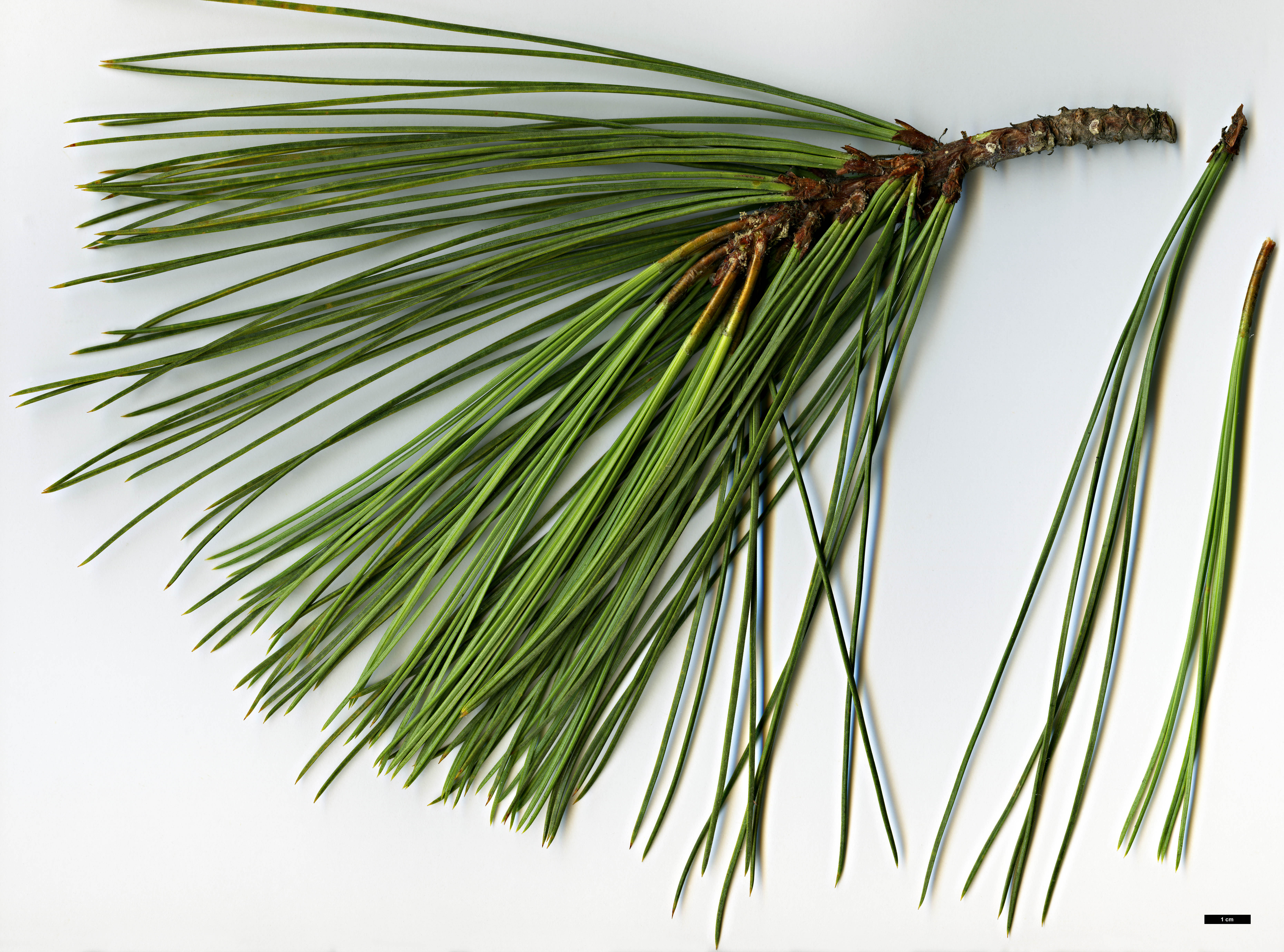 High resolution image: Family: Pinaceae - Genus: Pinus - Taxon: torreyana