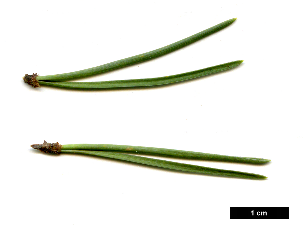 High resolution image: Family: Pinaceae - Genus: Pinus - Taxon: uncinata