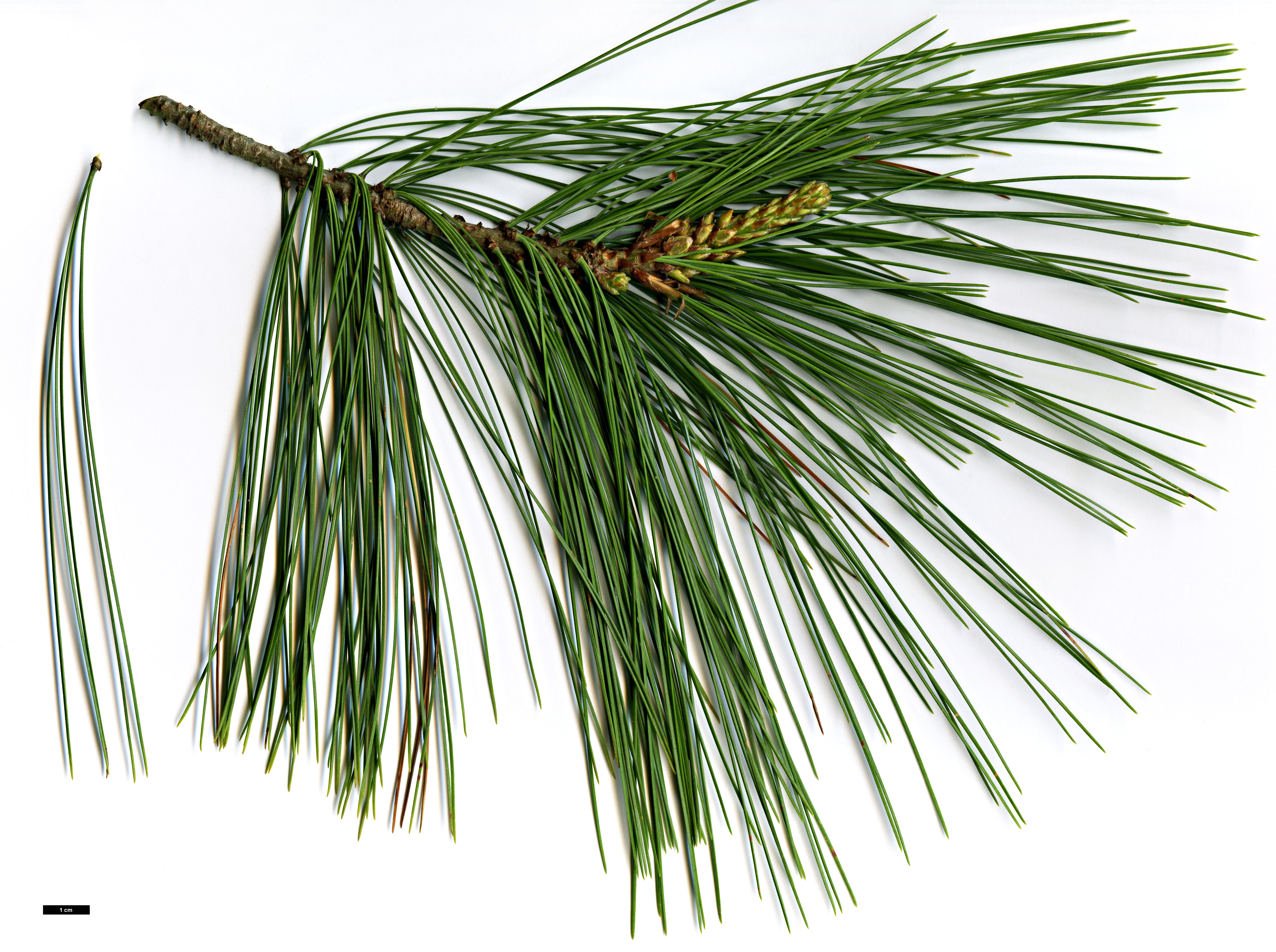 High resolution image: Family: Pinaceae - Genus: Pinus - Taxon: wallichiana