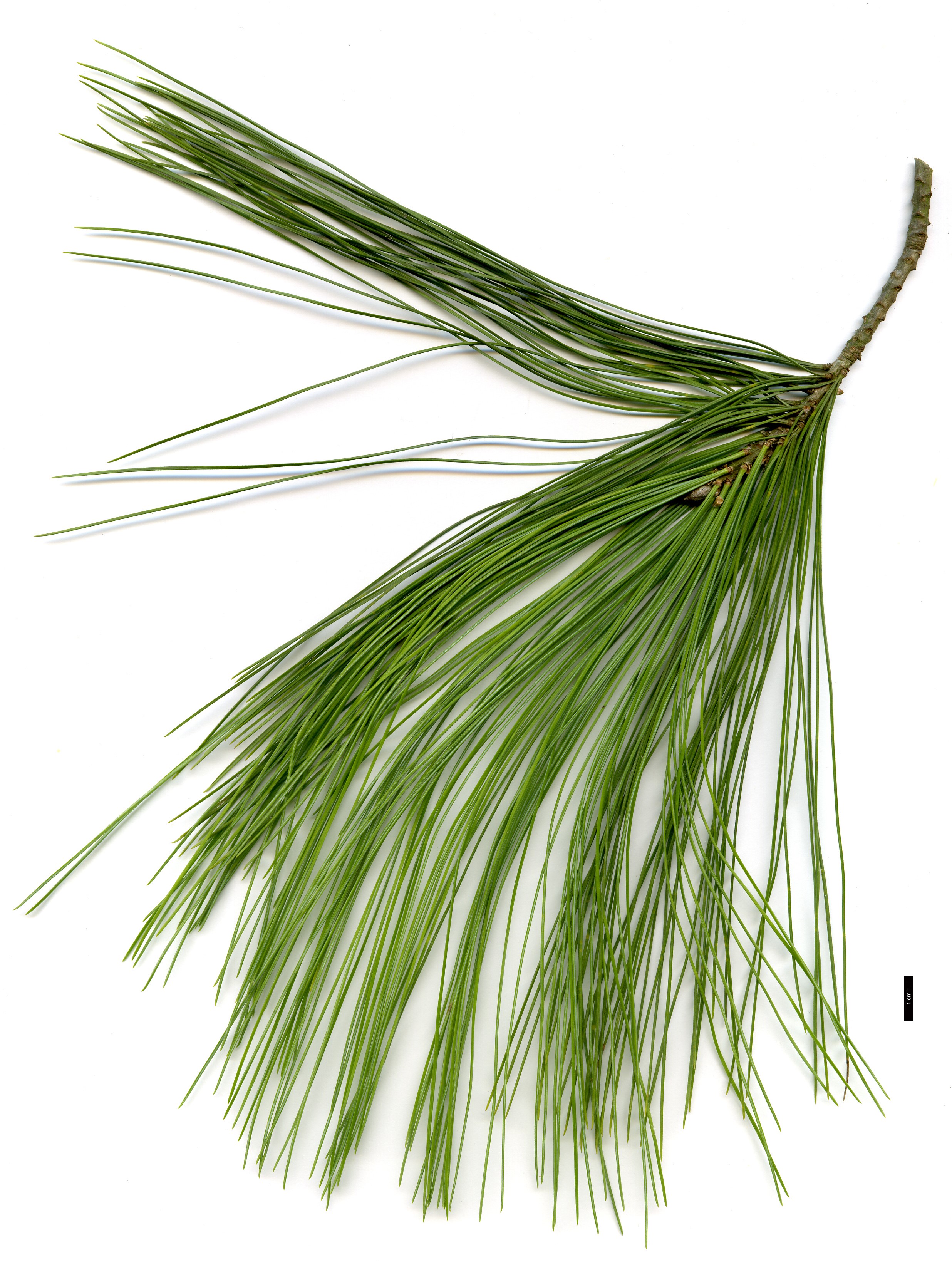 High resolution image: Family: Pinaceae - Genus: Pinus - Taxon: ×schwerinii (P.strobus × P.wallichiana)