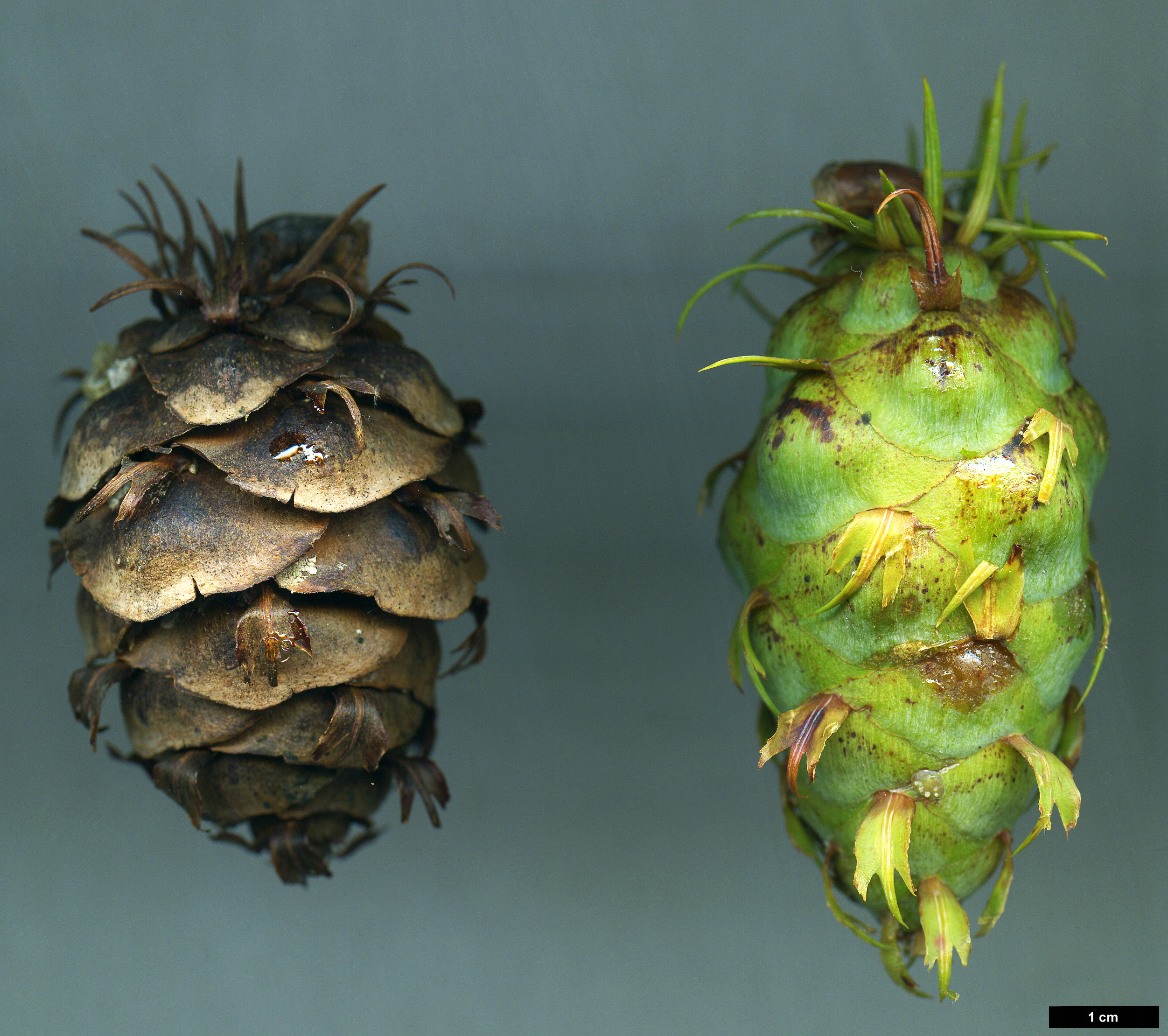 High resolution image: Family: Pinaceae - Genus: Pseudotsuga - Taxon: forrestii