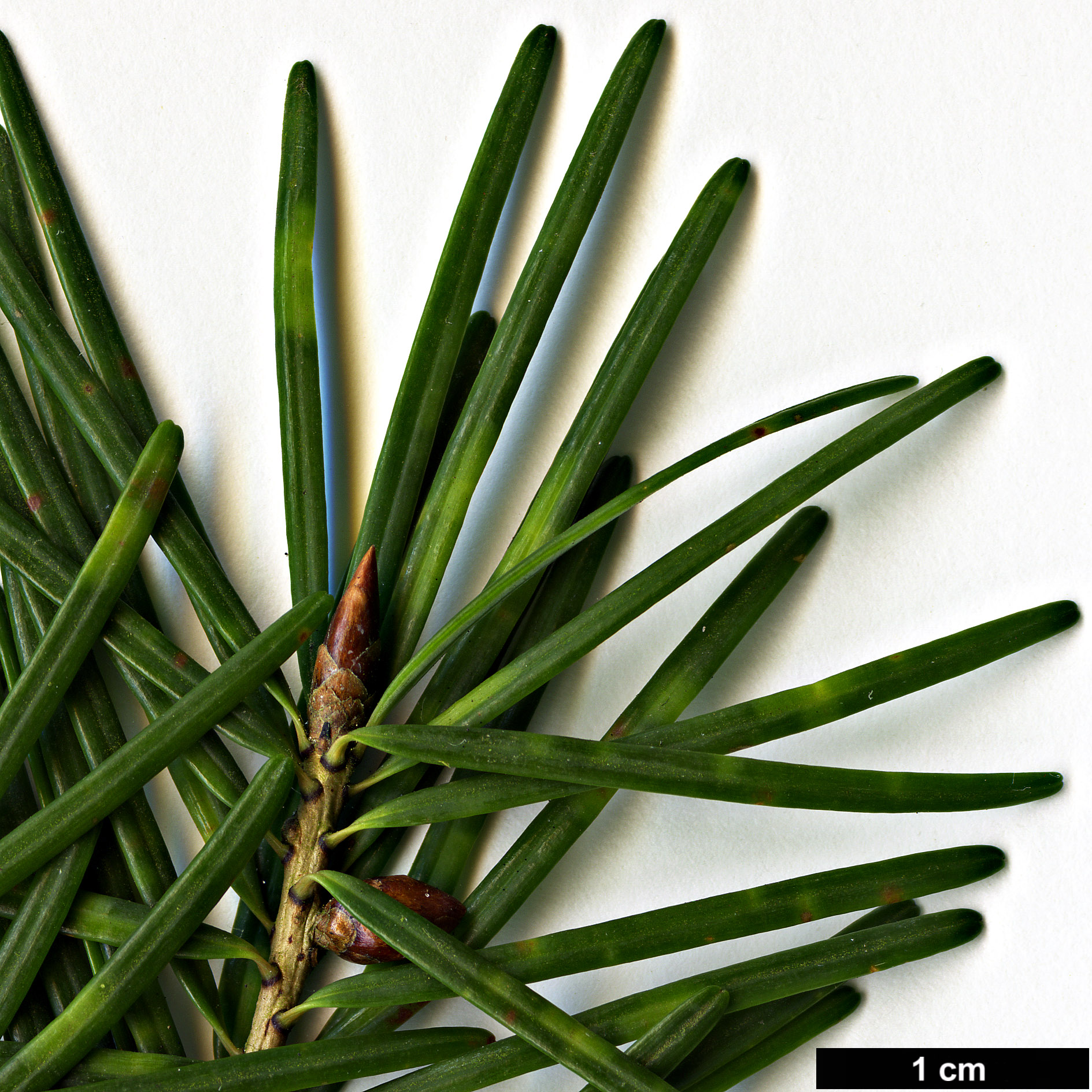 High resolution image: Family: Pinaceae - Genus: Pseudotsuga - Taxon: japonica