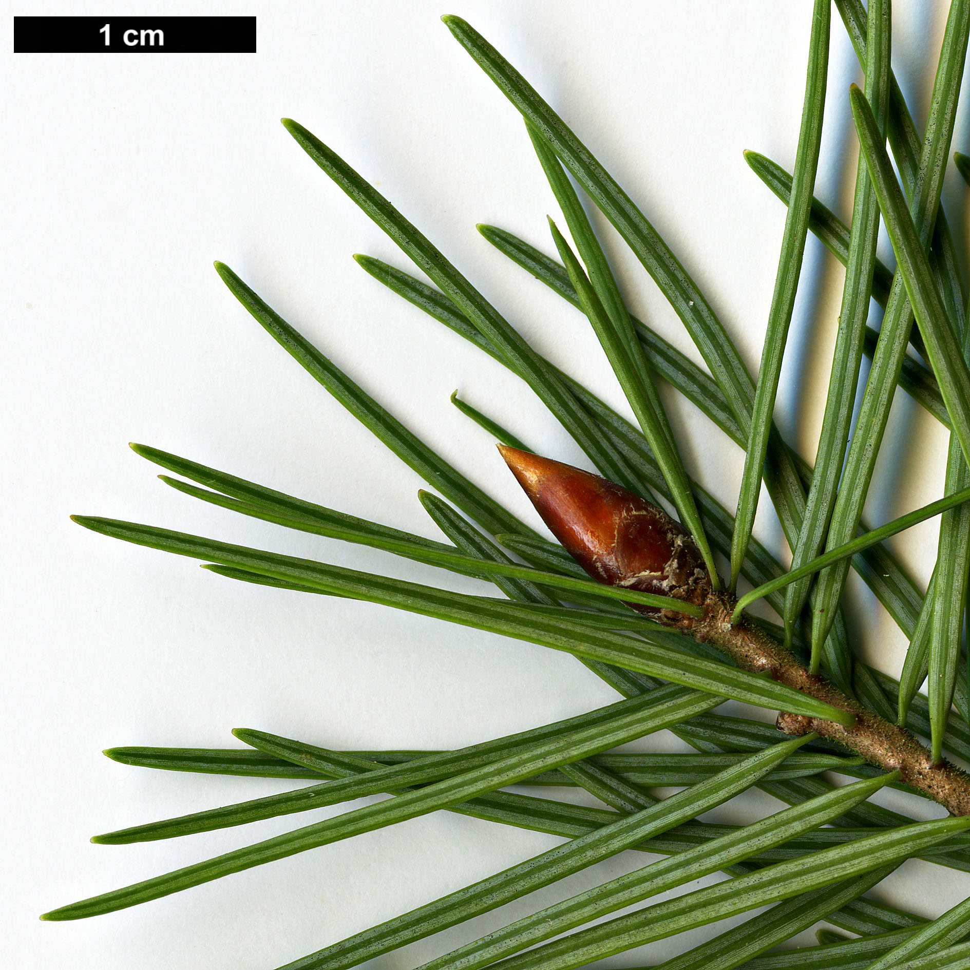 High resolution image: Family: Pinaceae - Genus: Pseudotsuga - Taxon: macrocarpa