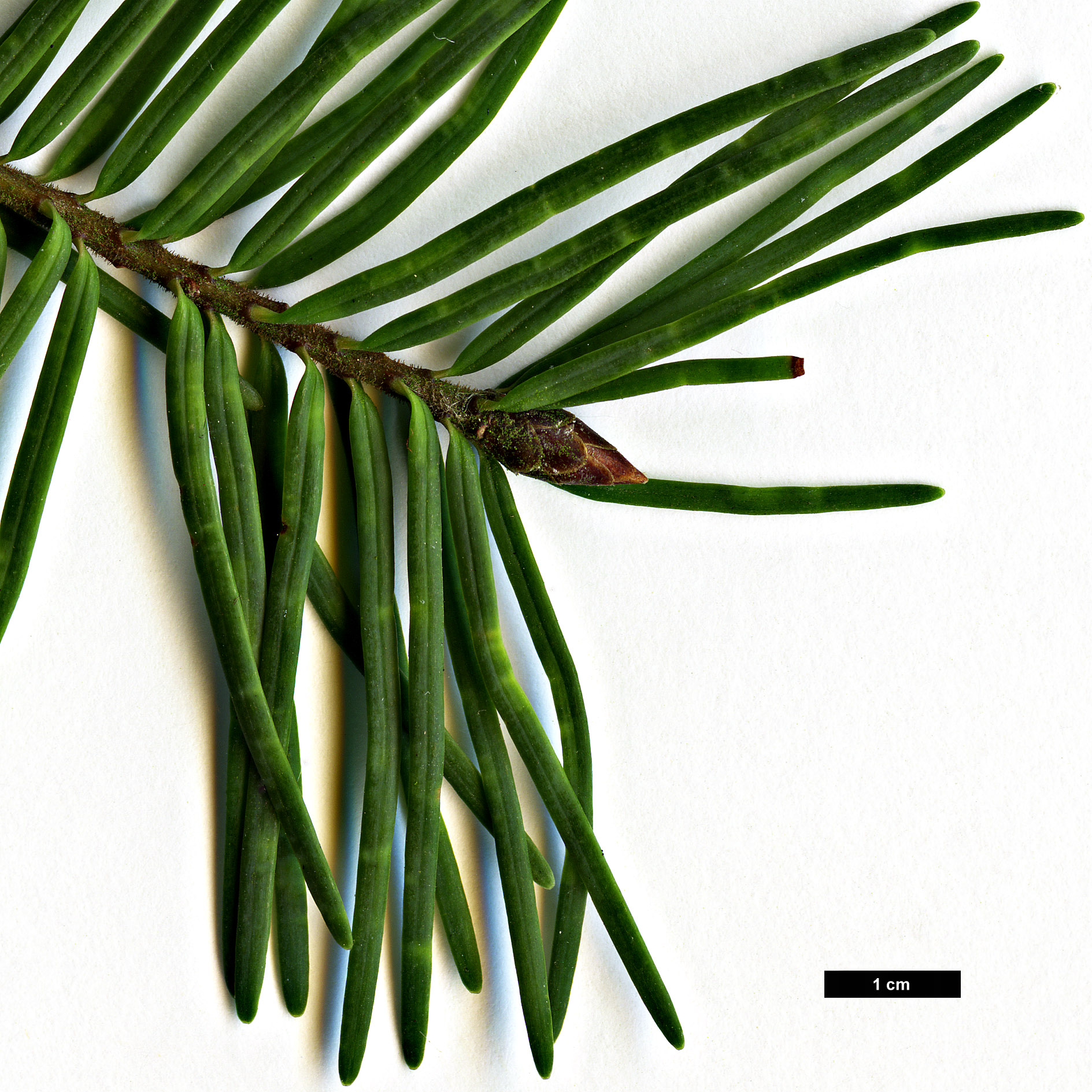 High resolution image: Family: Pinaceae - Genus: Pseudotsuga - Taxon: menziesii