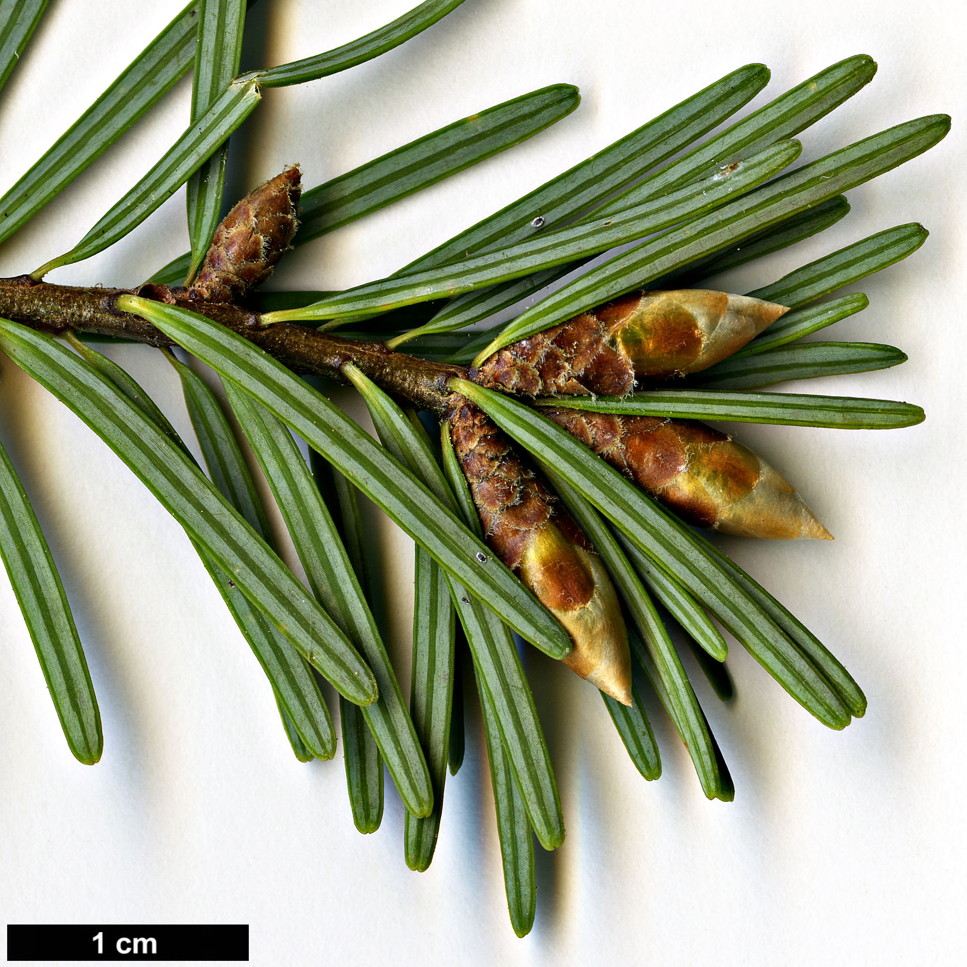 High resolution image: Family: Pinaceae - Genus: Pseudotsuga - Taxon: sinensis