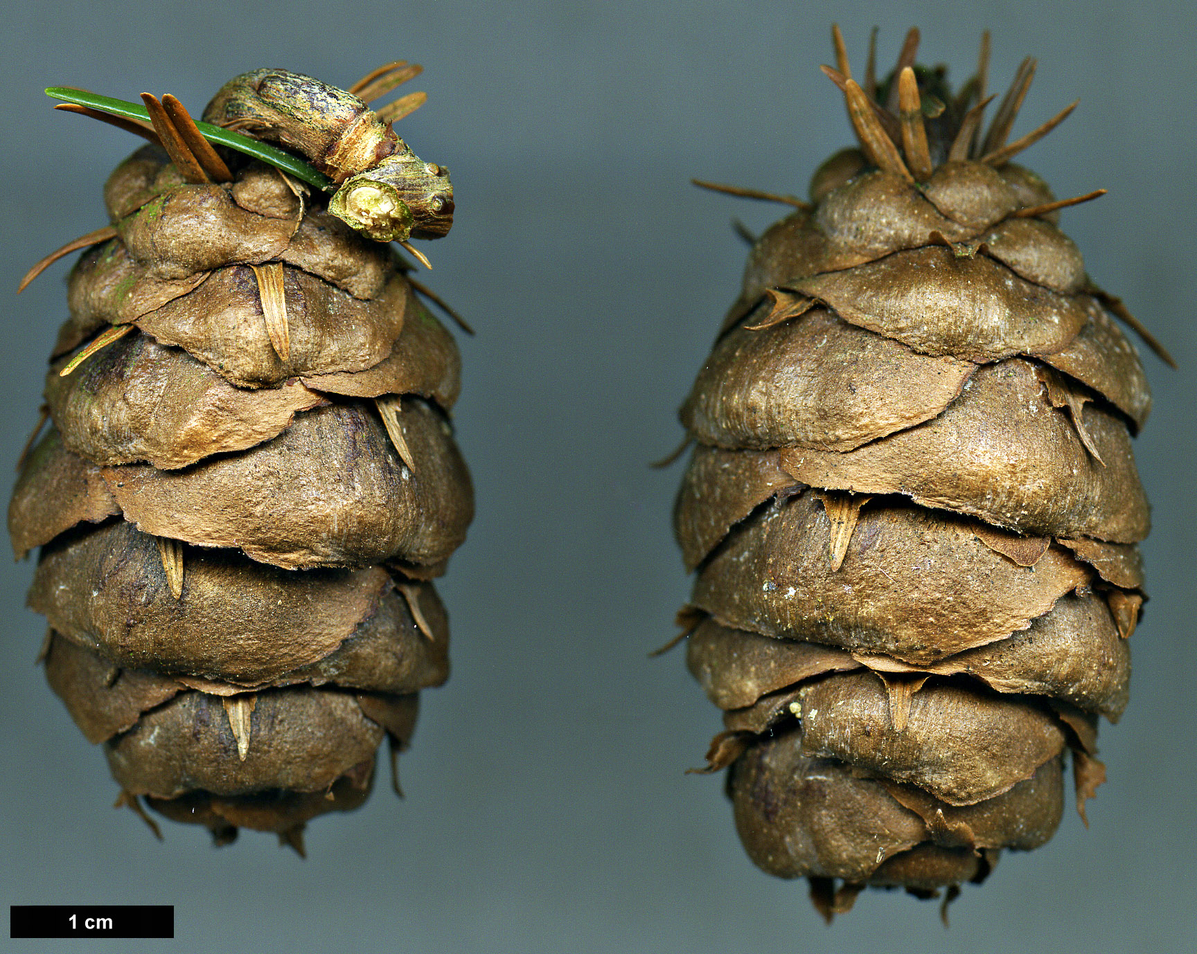 High resolution image: Family: Pinaceae - Genus: Pseudotsuga - Taxon: sinensis