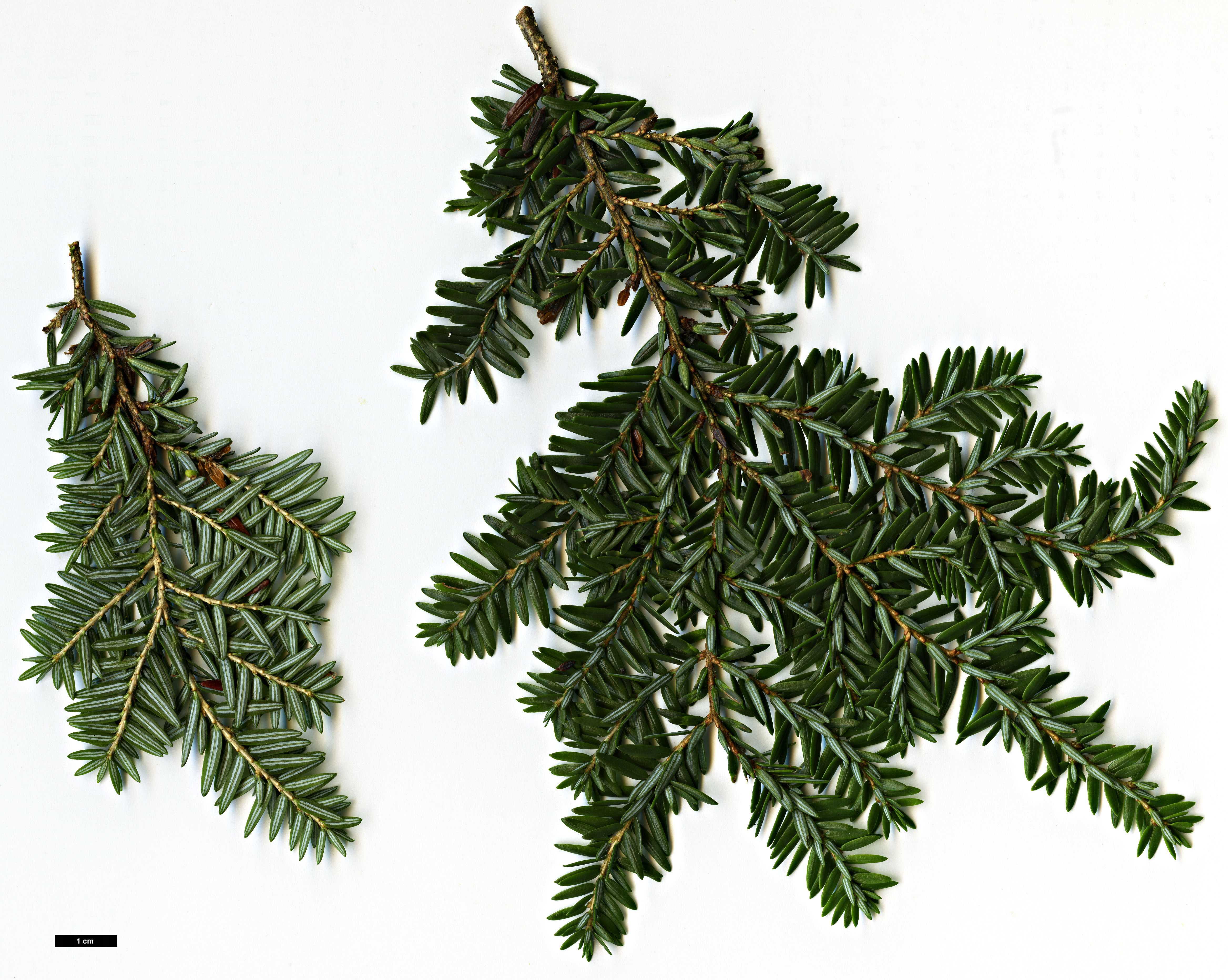 High resolution image: Family: Pinaceae - Genus: Tsuga - Taxon: canadensis - SpeciesSub: 'Popeleski'