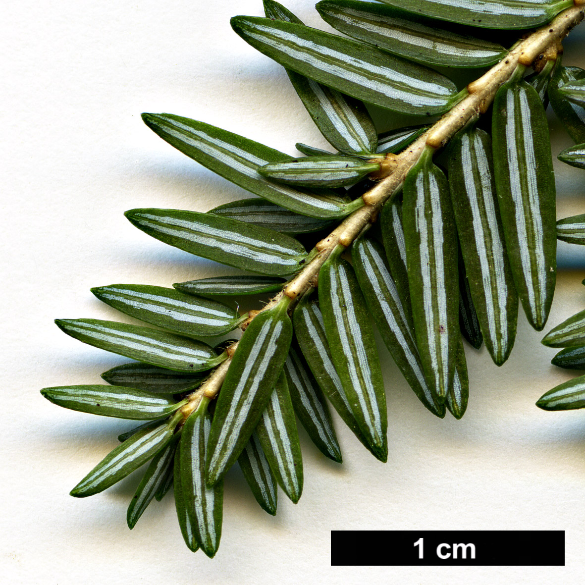 High resolution image: Family: Pinaceae - Genus: Tsuga - Taxon: canadensis - SpeciesSub: 'Popeleski'