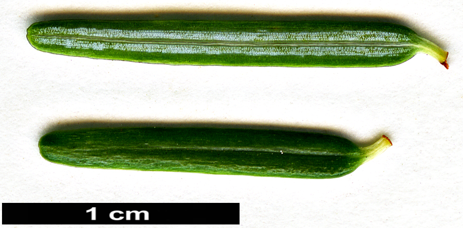 High resolution image: Family: Pinaceae - Genus: Tsuga - Taxon: caroliniana