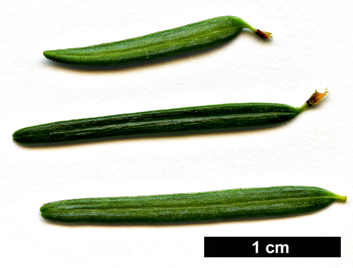 High resolution image: Family: Pinaceae - Genus: Tsuga - Taxon: chinensis