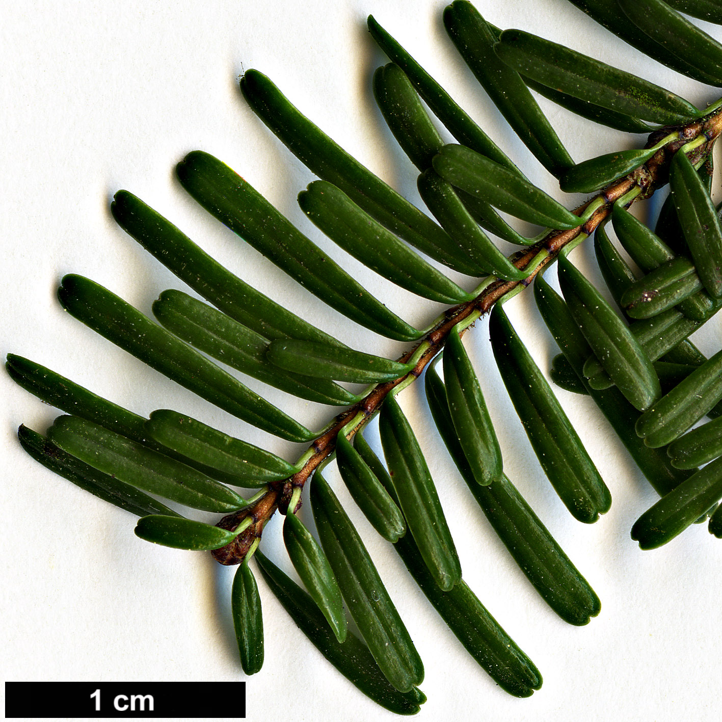 High resolution image: Family: Pinaceae - Genus: Tsuga - Taxon: diversifolia
