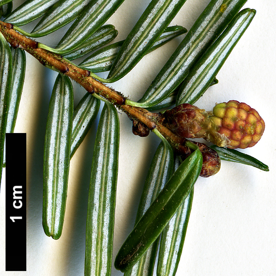 High resolution image: Family: Pinaceae - Genus: Tsuga - Taxon: diversifolia