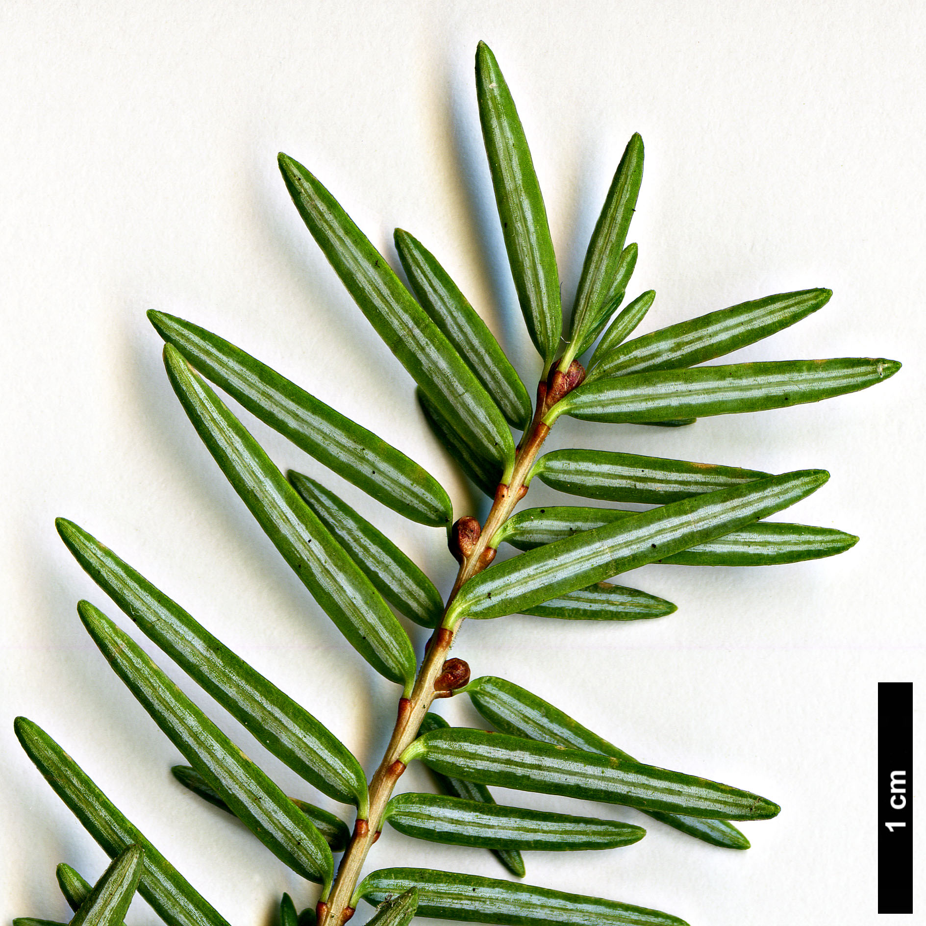 High resolution image: Family: Pinaceae - Genus: Tsuga - Taxon: forrestii