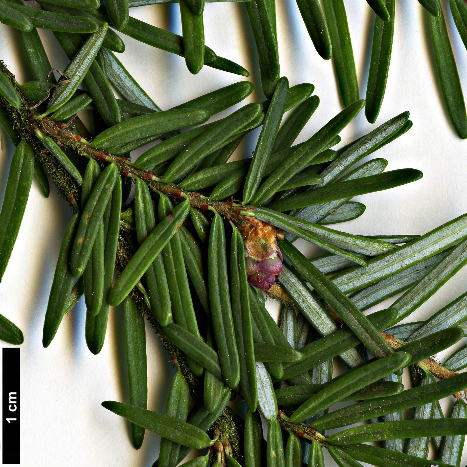 High resolution image: Family: Pinaceae - Genus: Tsuga - Taxon: heterophylla