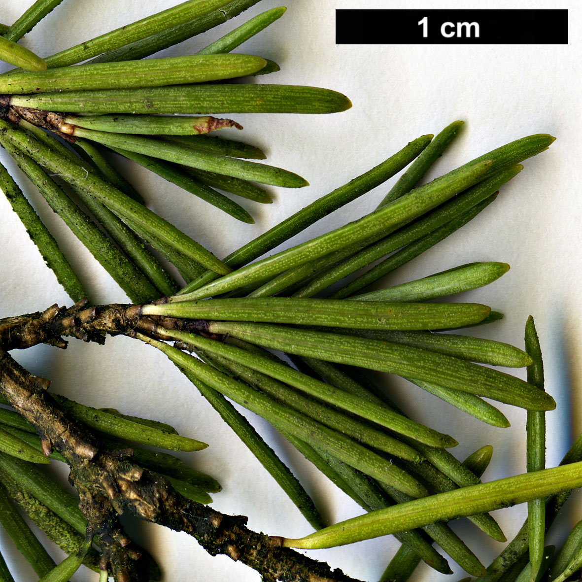 High resolution image: Family: Pinaceae - Genus: Tsuga - Taxon: mertensiana