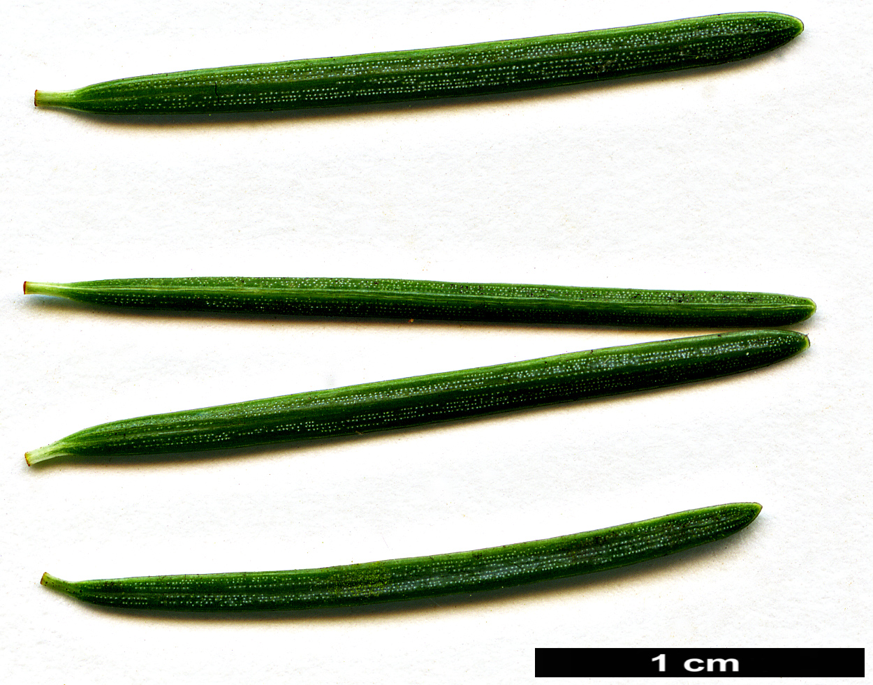 High resolution image: Family: Pinaceae - Genus: Tsuga - Taxon: mertensiana