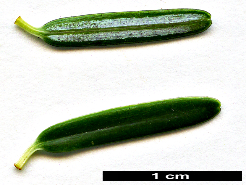 High resolution image: Family: Pinaceae - Genus: Tsuga - Taxon: sieboldii