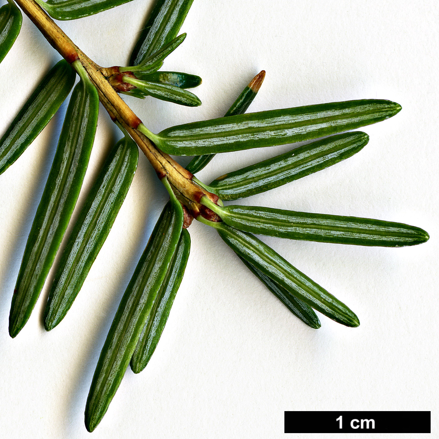 High resolution image: Family: Pinaceae - Genus: Tsuga - Taxon: sieboldii