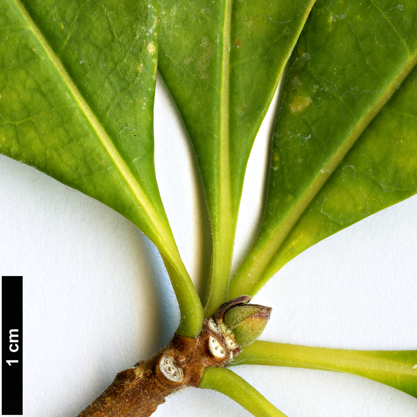 High resolution image: Family: Pittosporaceae - Genus: Hymenosporum - Taxon: flavum
