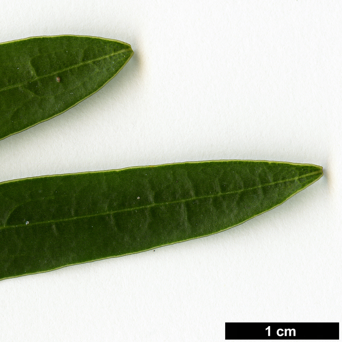 High resolution image: Family: Pittosporaceae - Genus: Pittosporum - Taxon: angustifolium