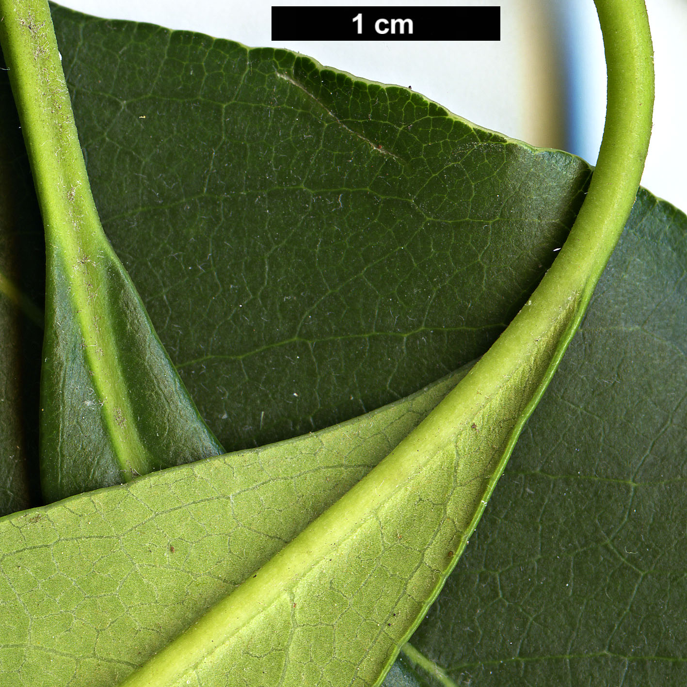 High resolution image: Family: Pittosporaceae - Genus: Pittosporum - Taxon: brevicalyx
