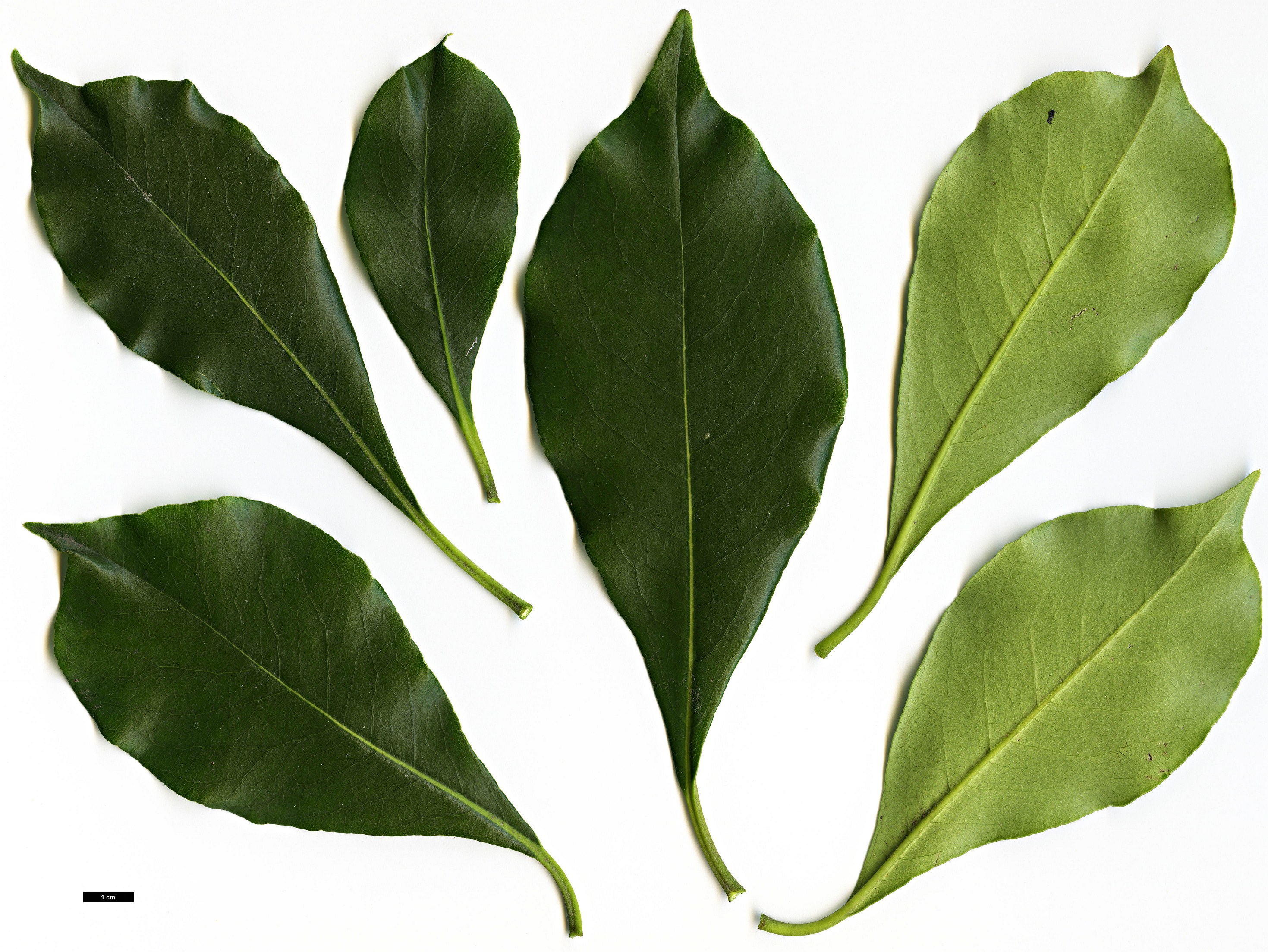 High resolution image: Family: Pittosporaceae - Genus: Pittosporum - Taxon: brevicalyx