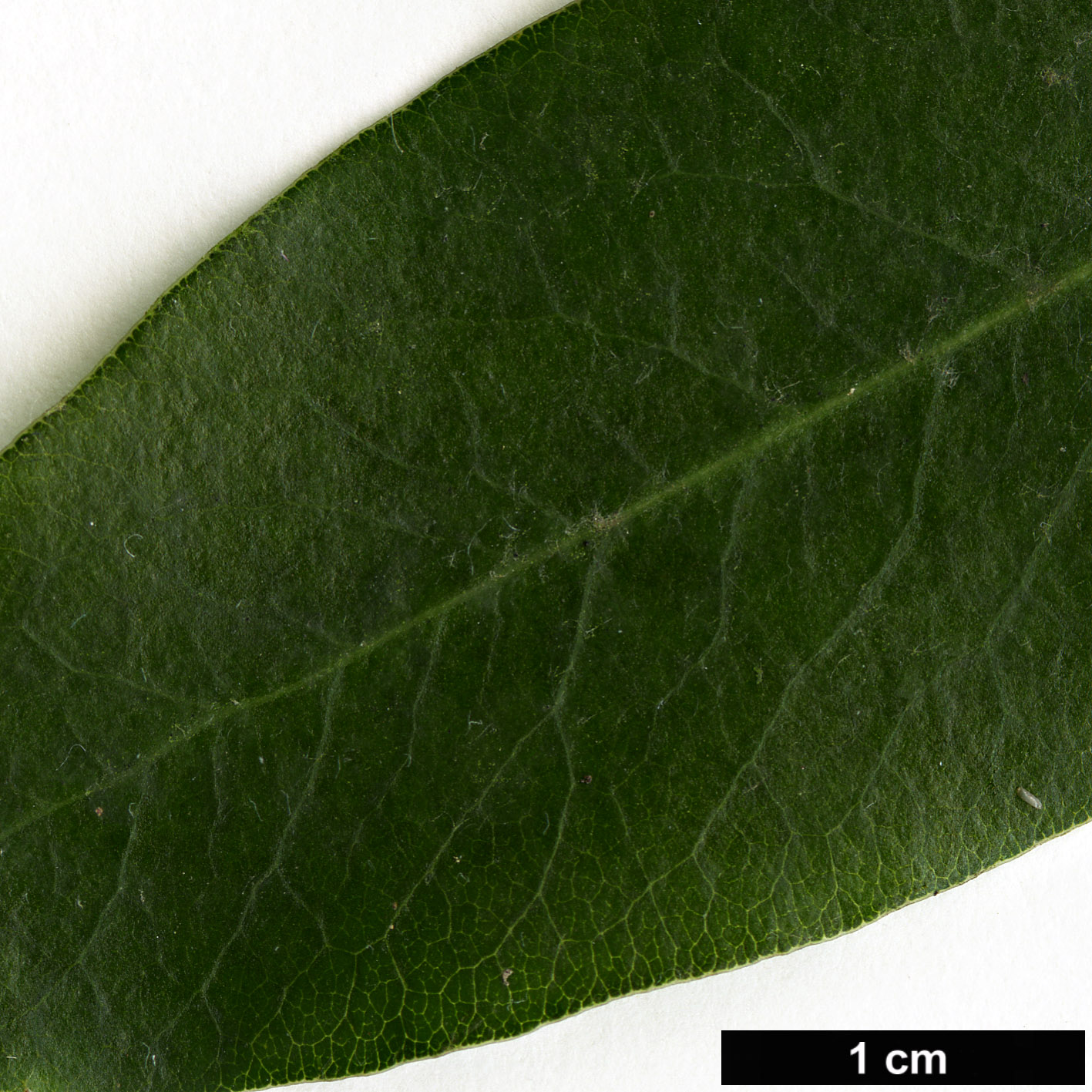 High resolution image: Family: Pittosporaceae - Genus: Pittosporum - Taxon: buchananii