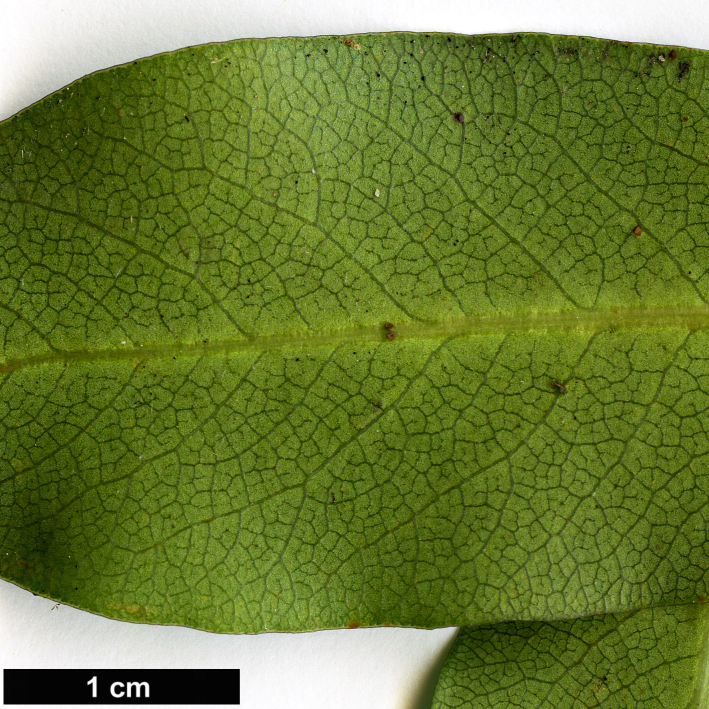 High resolution image: Family: Pittosporaceae - Genus: Pittosporum - Taxon: buchananii