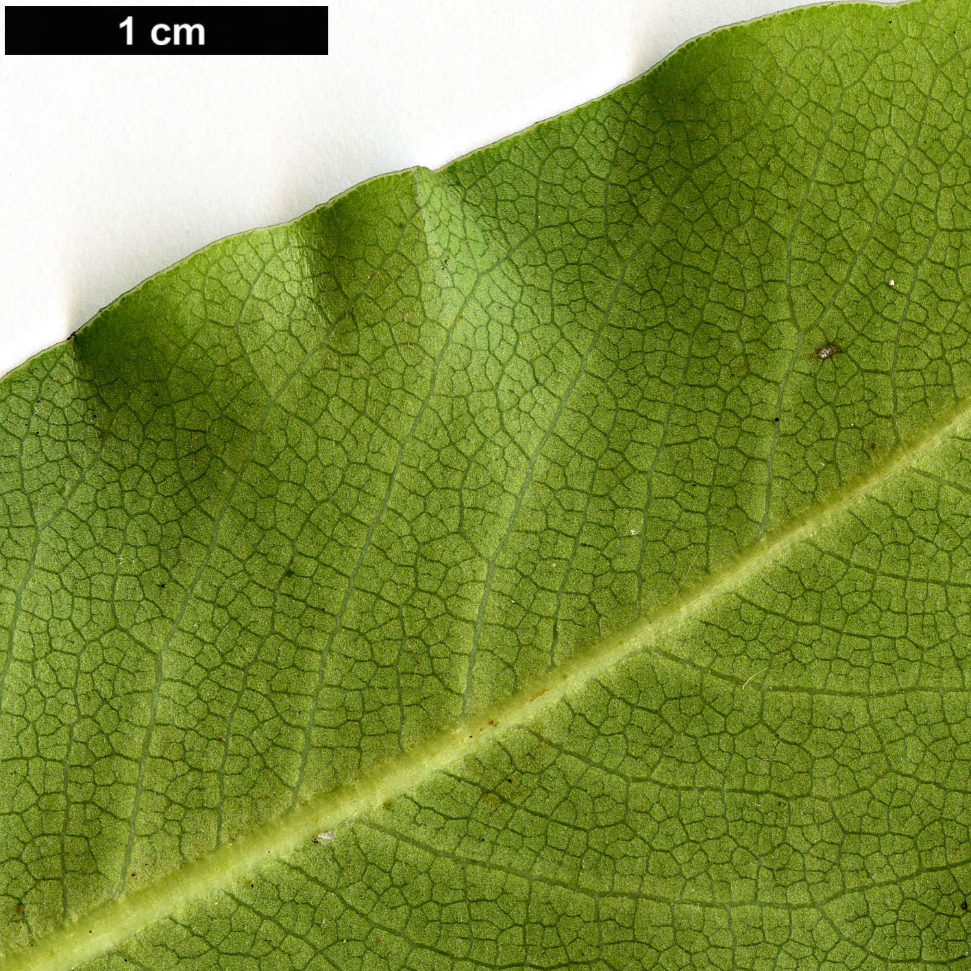 High resolution image: Family: Pittosporaceae - Genus: Pittosporum - Taxon: colensoi