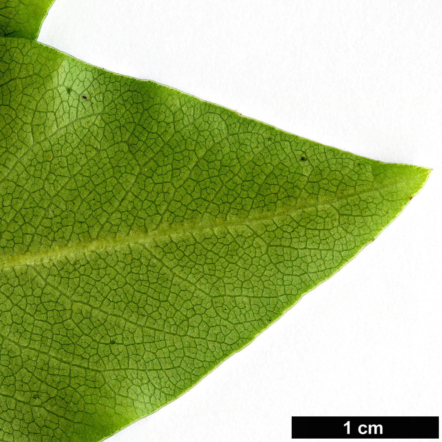 High resolution image: Family: Pittosporaceae - Genus: Pittosporum - Taxon: colensoi